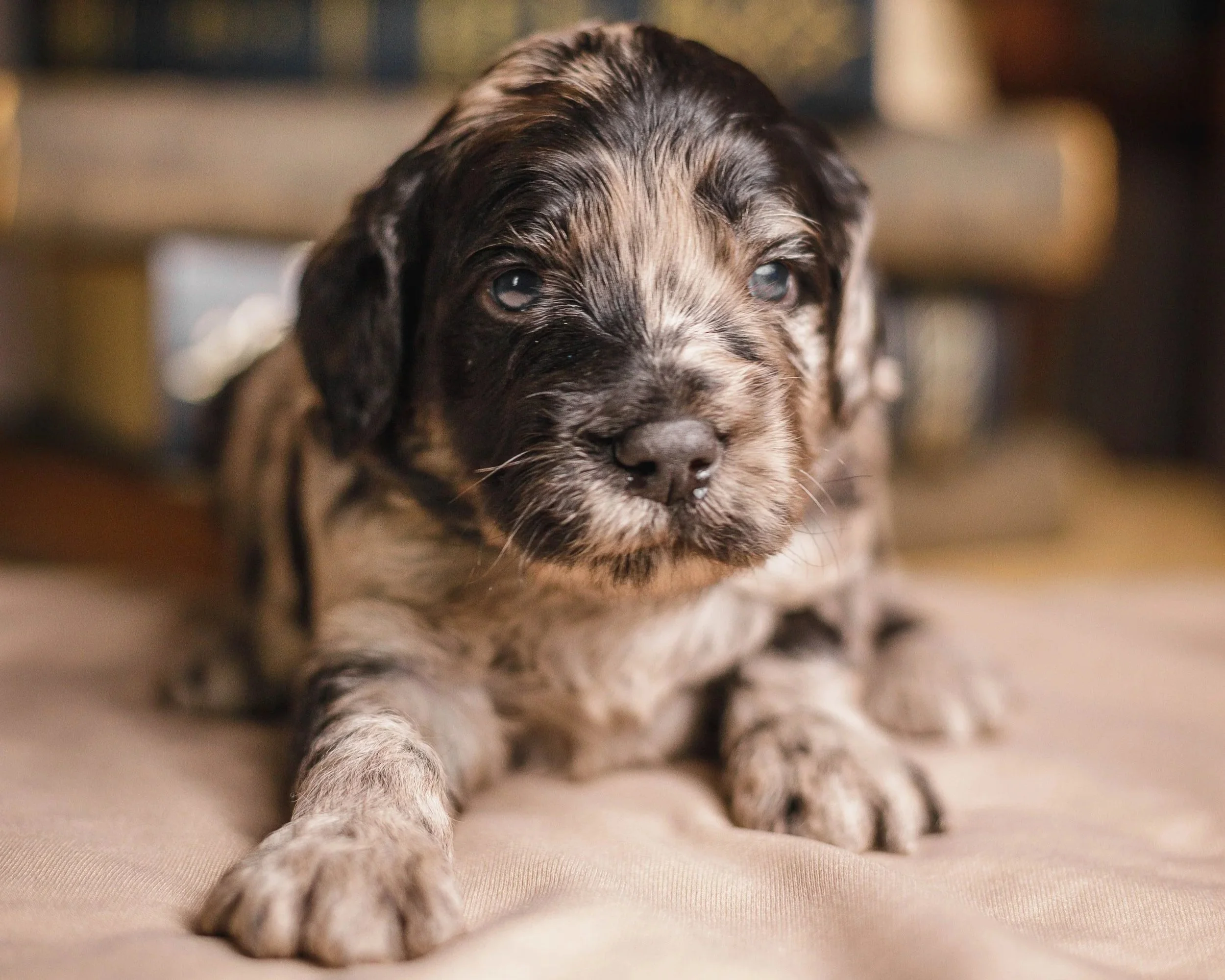 merle labradoodle puppy