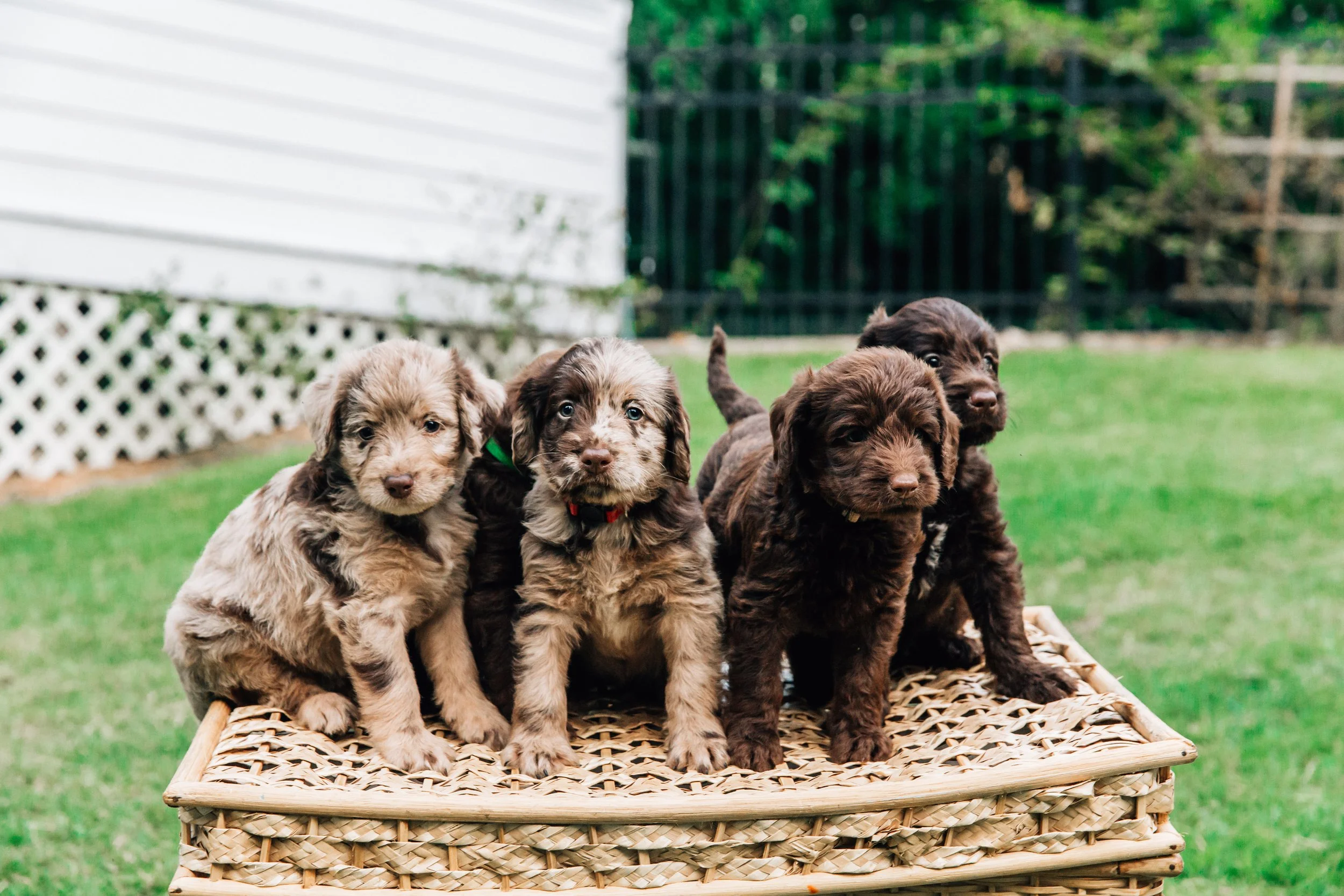 upcoming litter of labradoodle puppies
