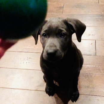 A black puppy sitting on a wooden floor, looking at the camera.