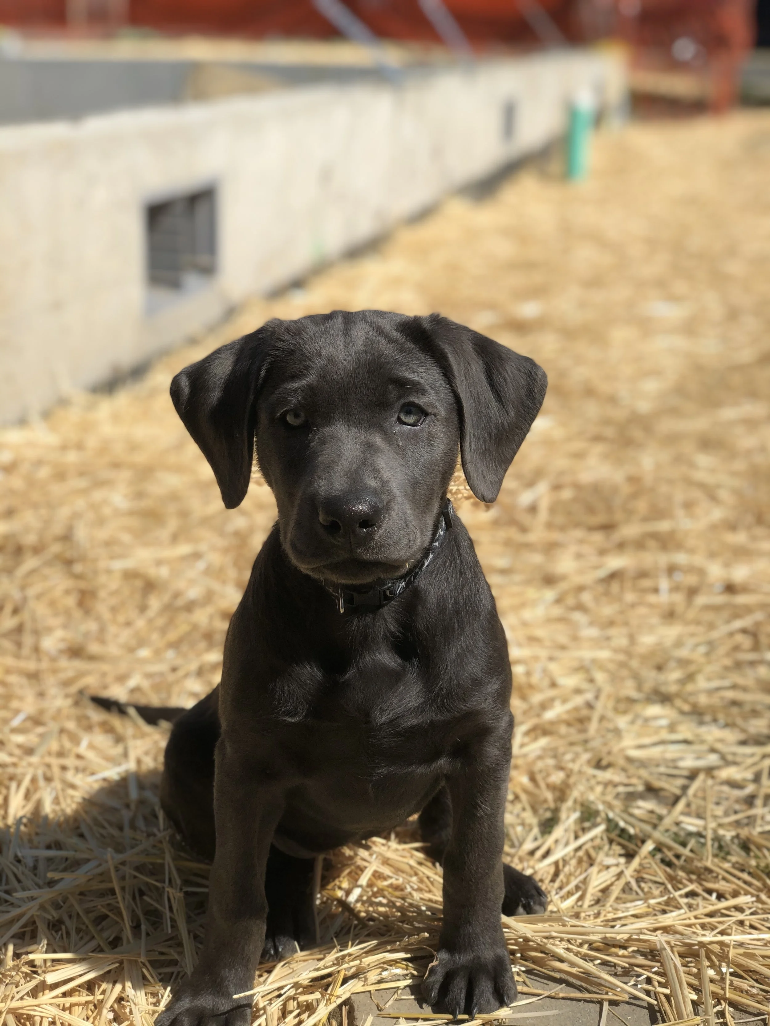 charcoal labrador puppy