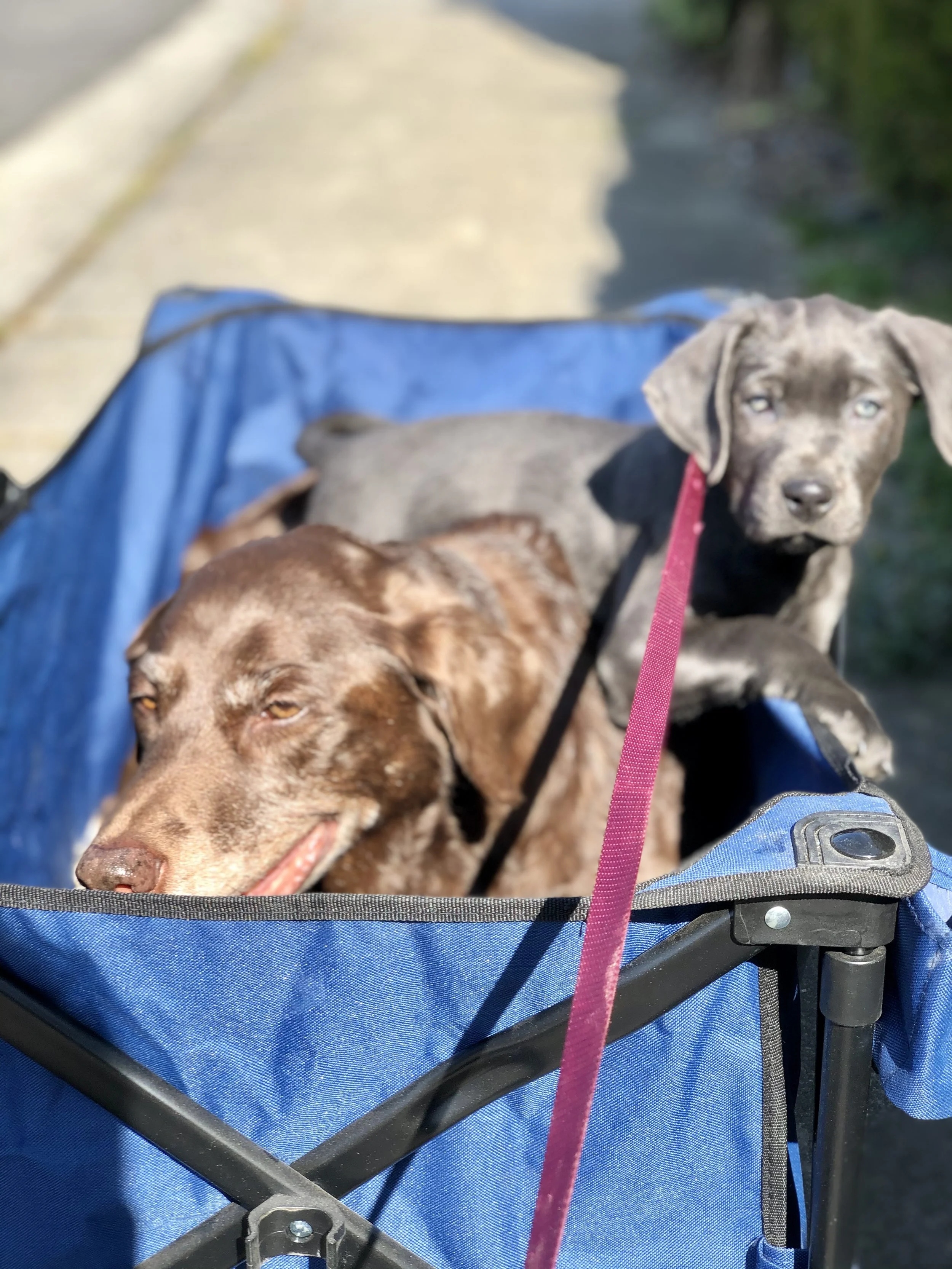 charcoal labrador puppy chocolate labrador