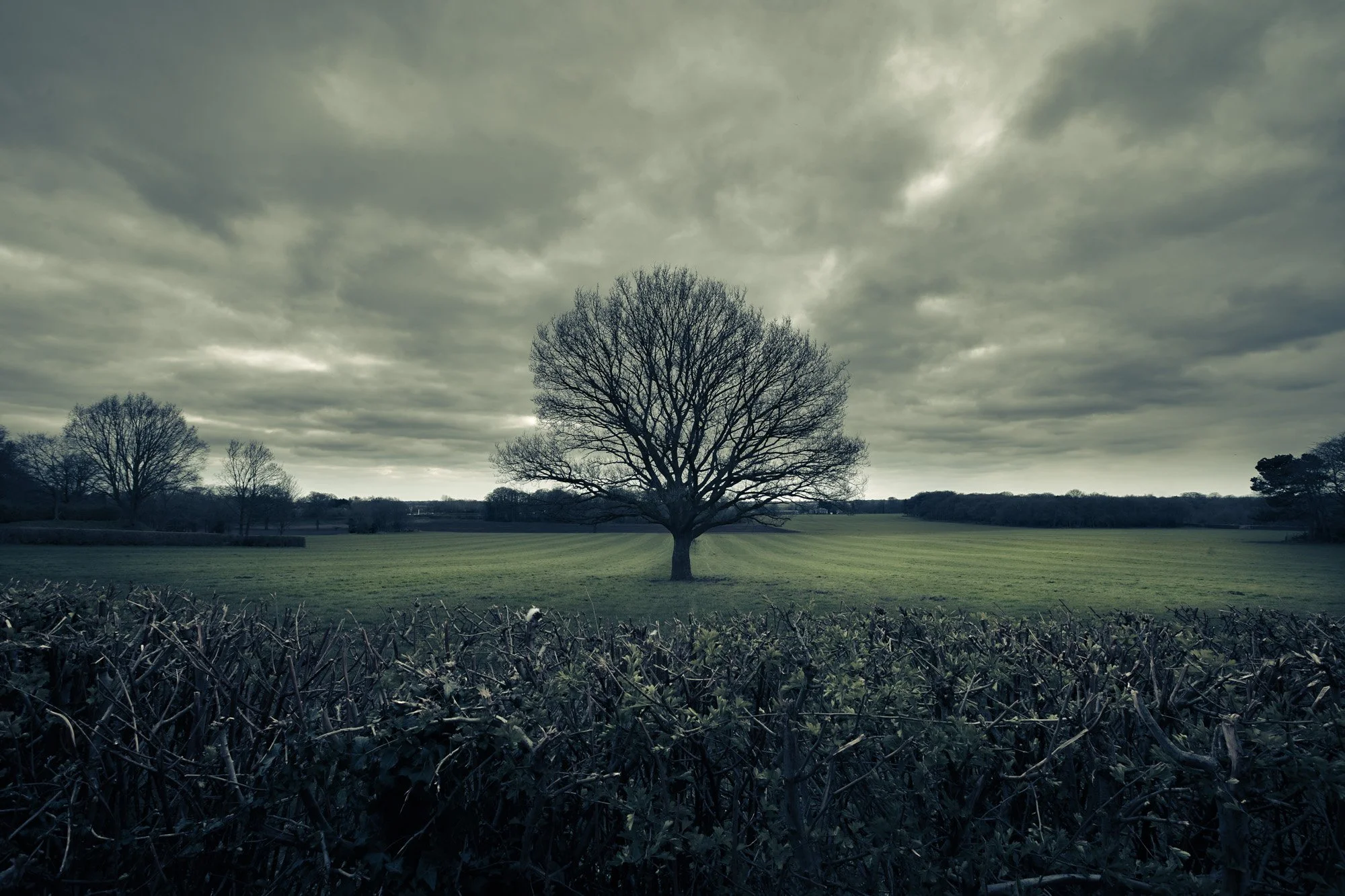 A solitary tree in an open field with dark, stormy clouds overhead