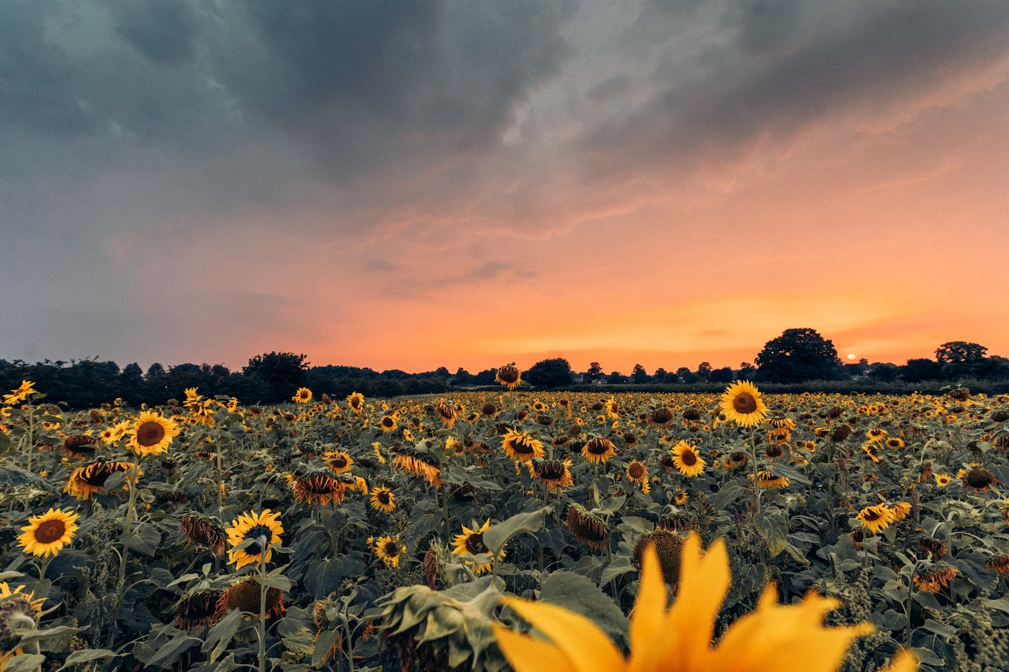 Sunflower field at sunset with a colorful sky and trees in the background.