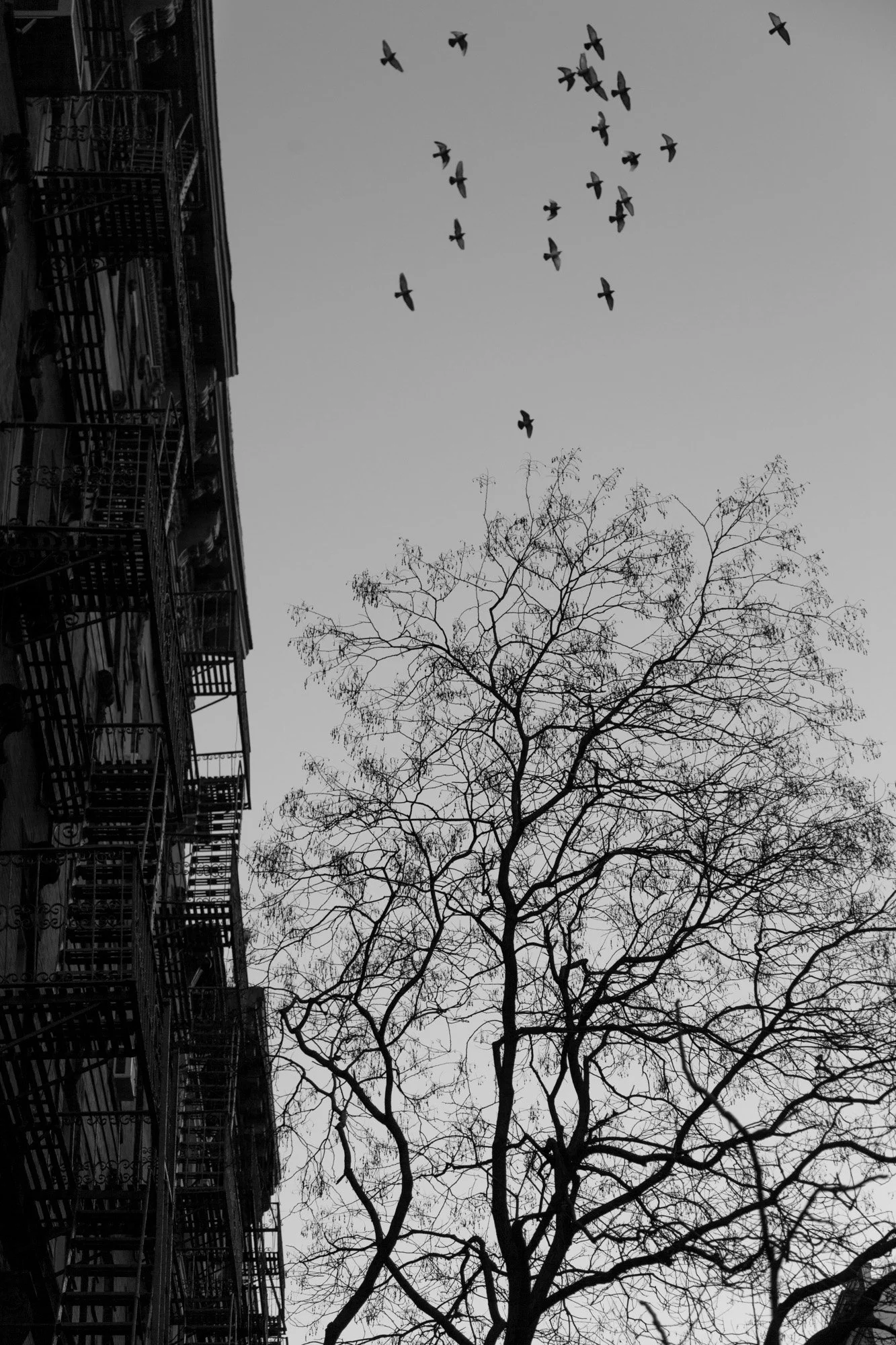 Black and white photo of a leafless tree with birds flying in the sky above, and a building with fire escapes on the left side.