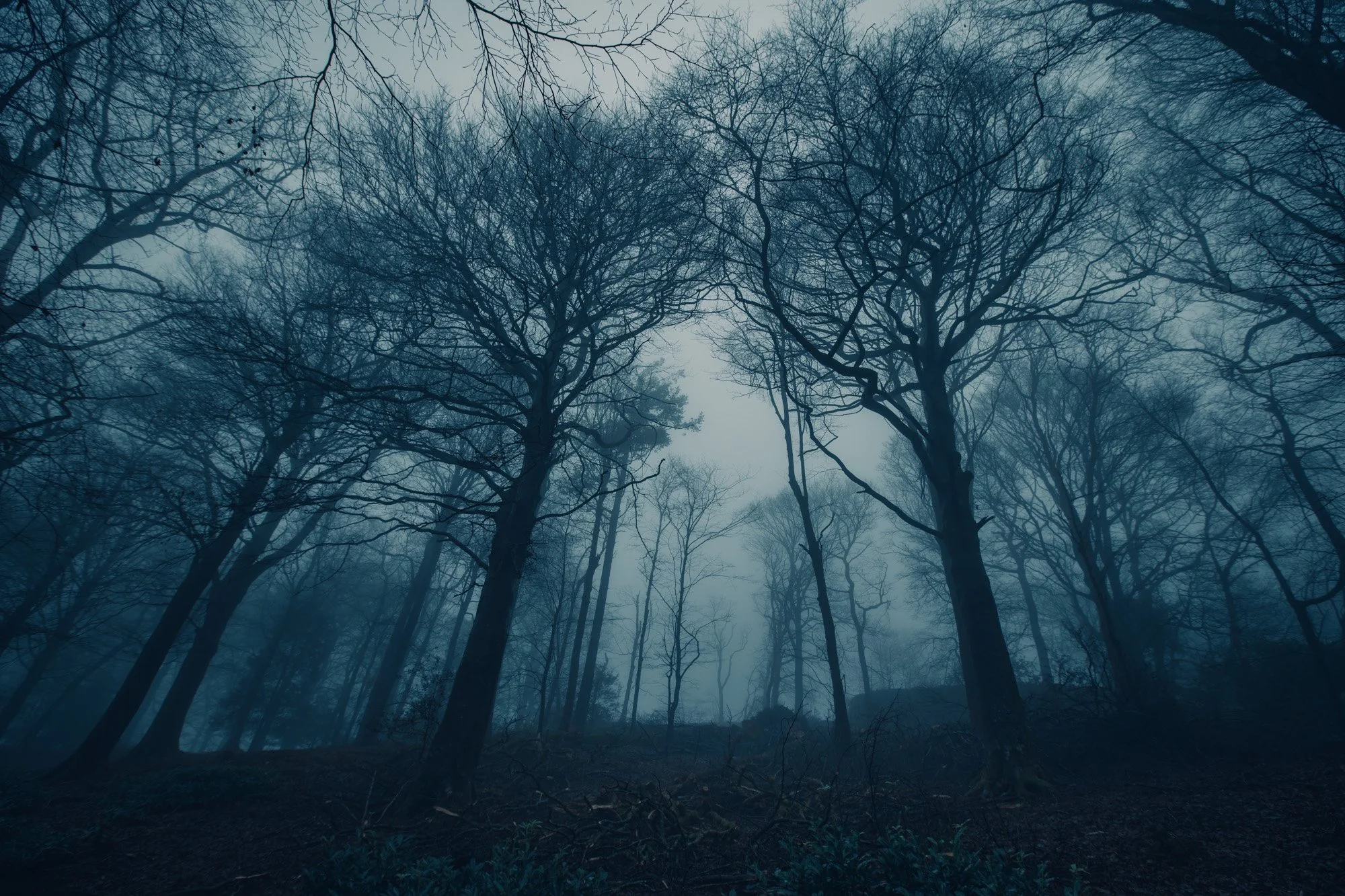 Dark, foggy forest scene with tall, leafless trees and a cloudy sky.