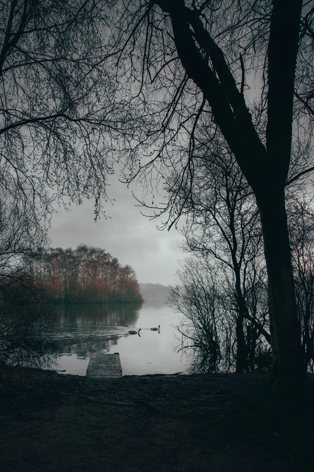 A peaceful lake with two ducks swimming near a small dock, surrounded by leafless trees and foggy weather.