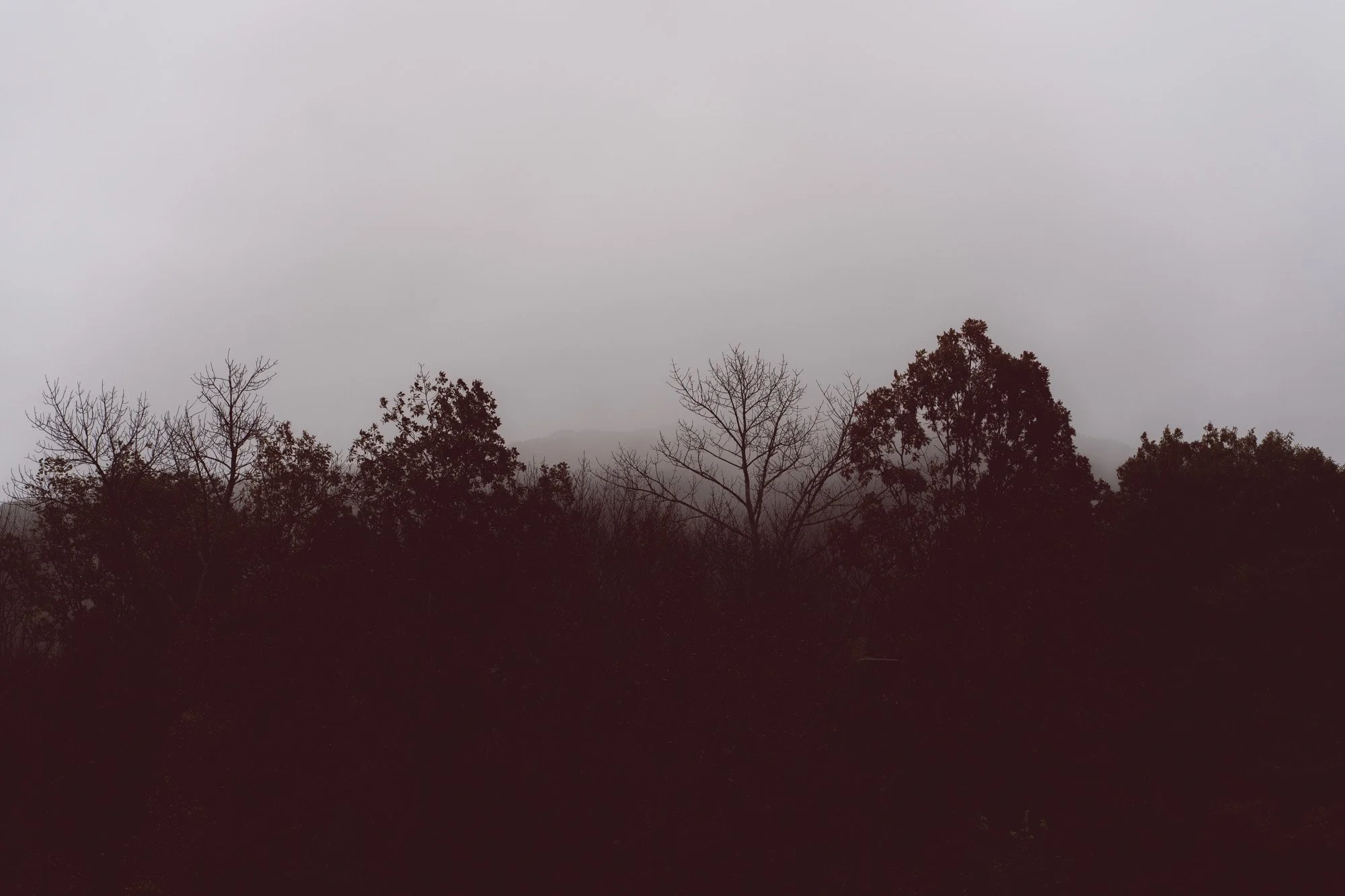 A foggy landscape with silhouette of trees in the foreground and a gray, overcast sky in the background.