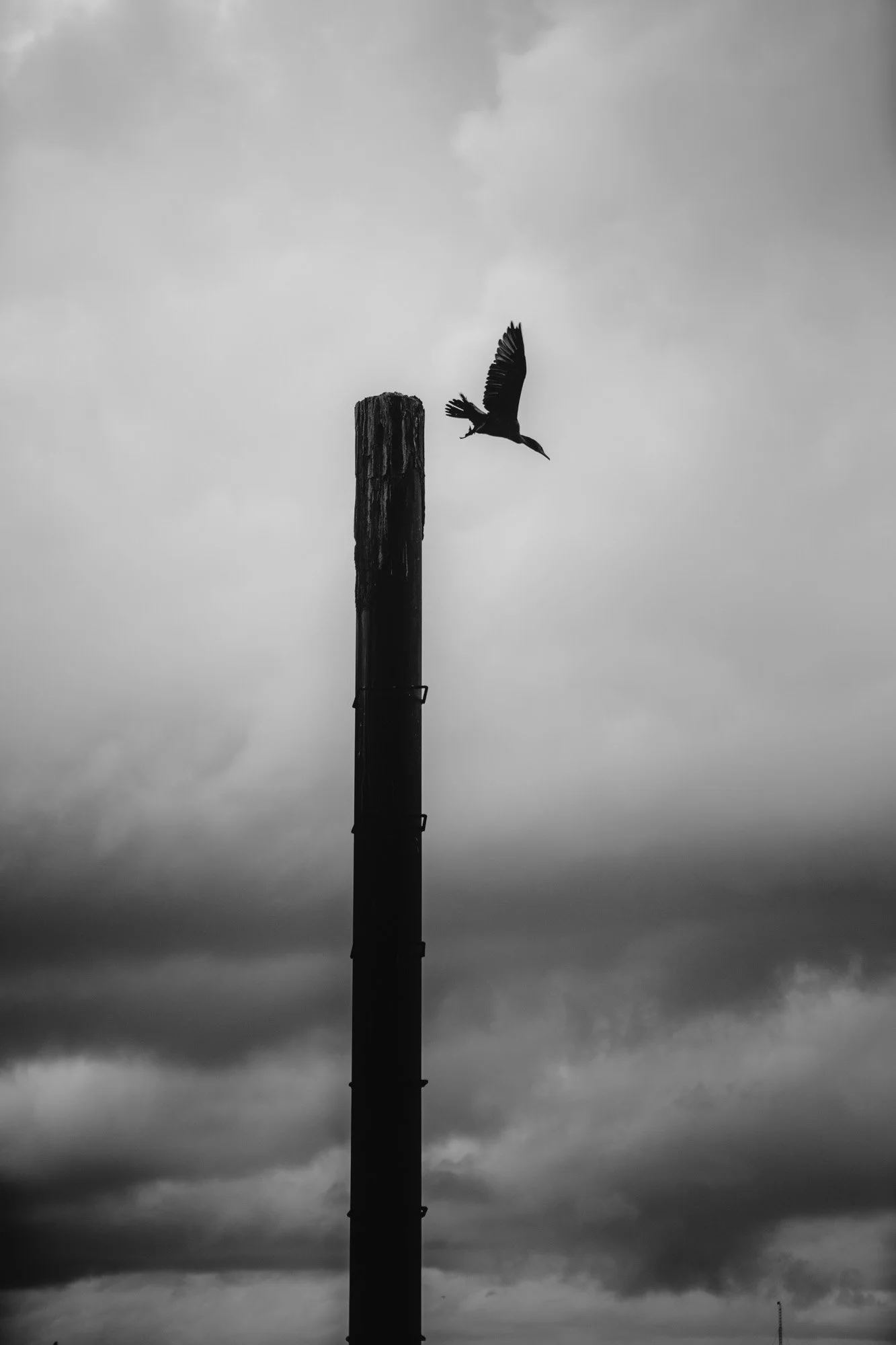 A silhouette of a seagull flying near a tall, weathered wooden pole against a cloudy sky in black and white.