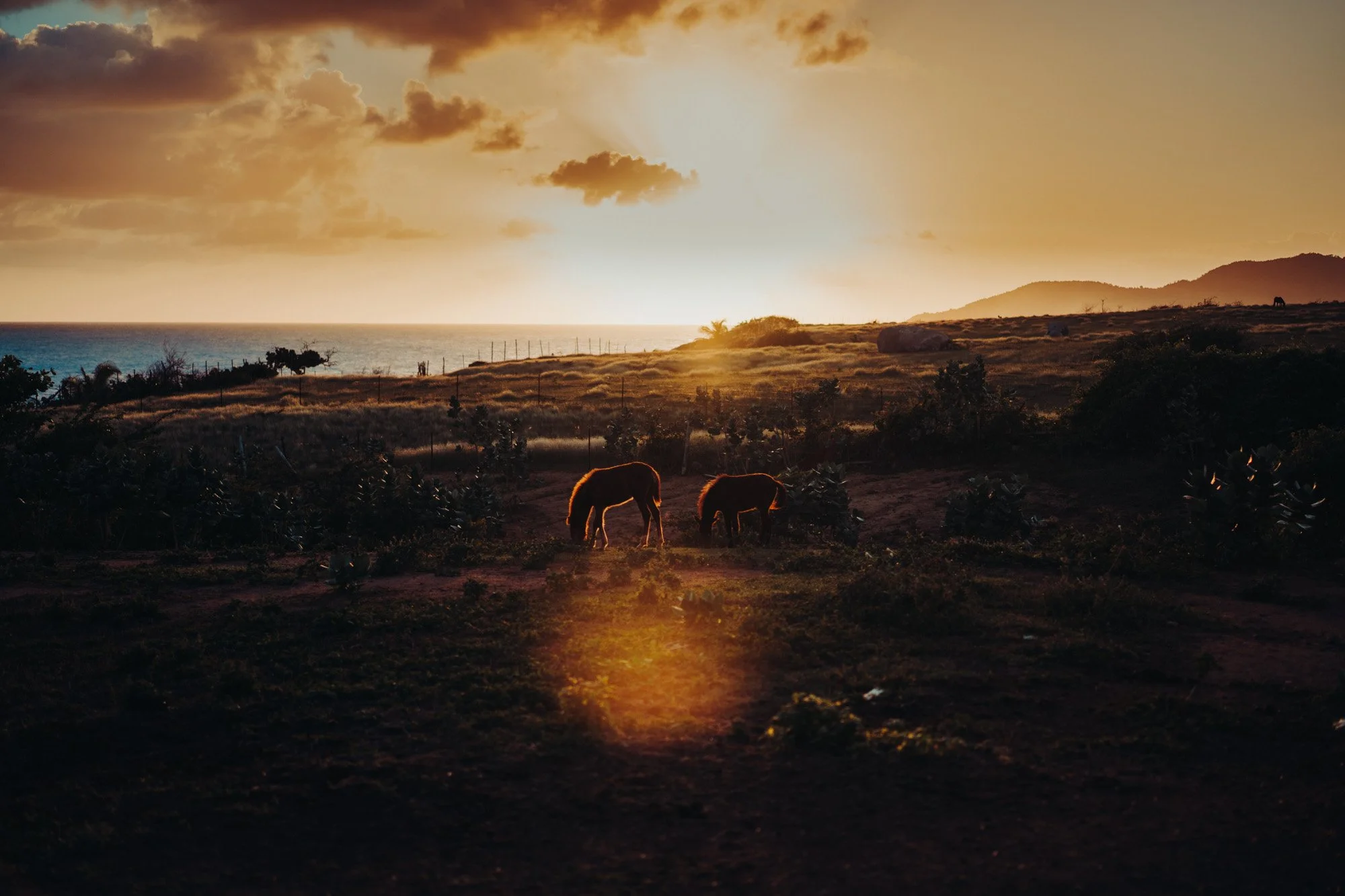 A sunset scene over a grassy landscape by the sea with two horses grazing, and mountains in the background.