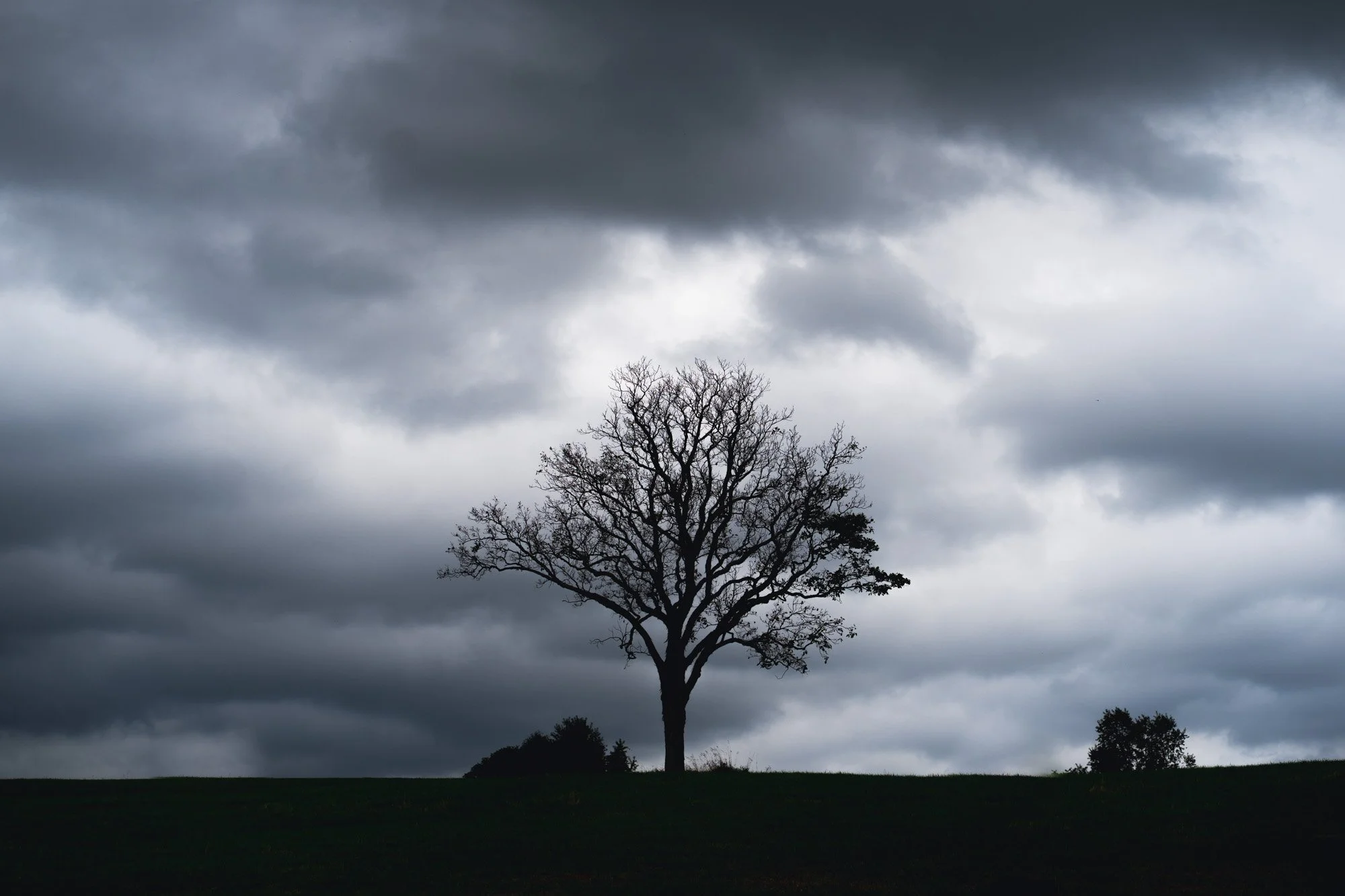 A solitary leafless tree on a grassy hill under a dark, cloudy sky.