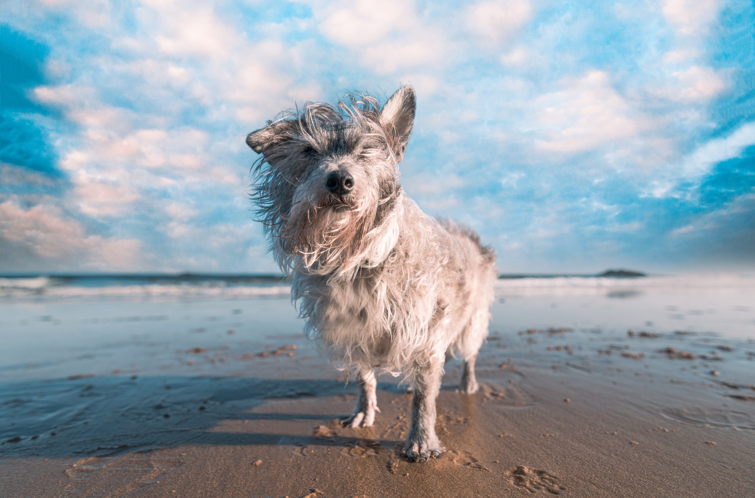 Kemba_Last Beach Day.jpg