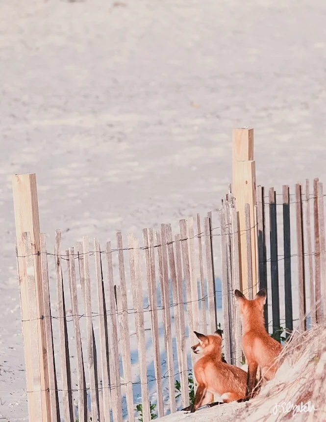 Untitled_Artwork 17.jpg