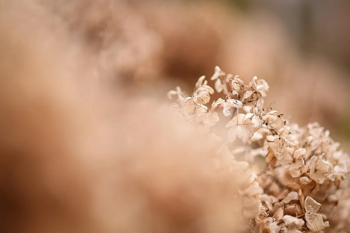 “End of Season”, digital photograph, 11x14 including frame, .JPG