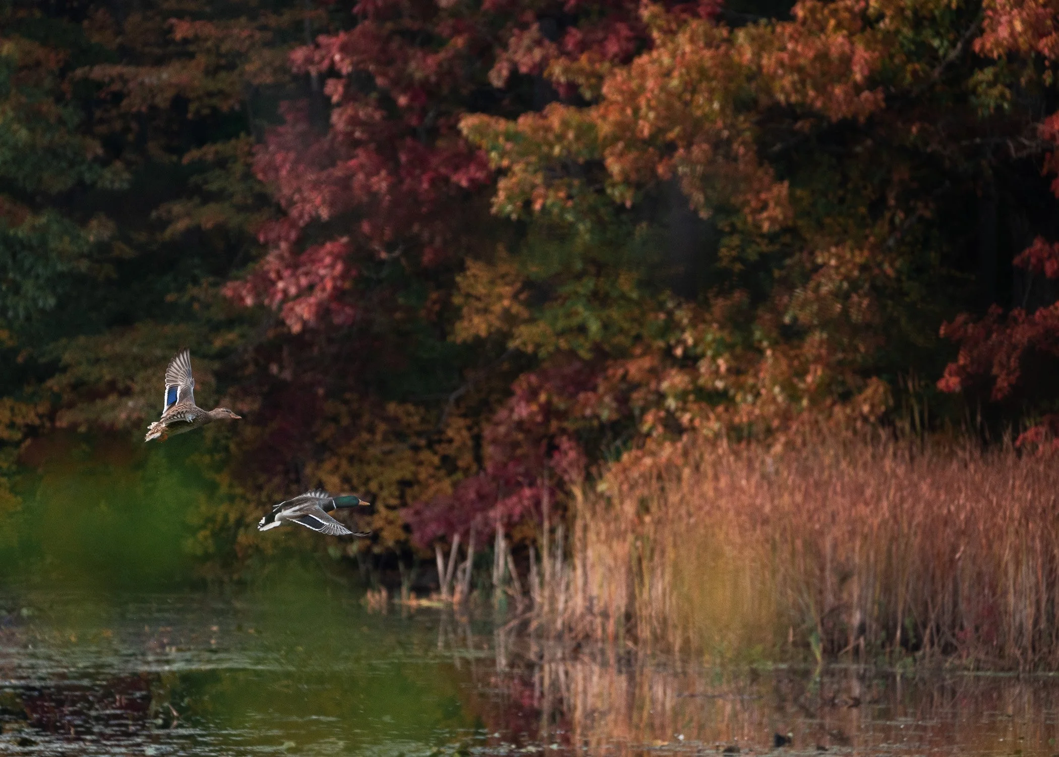 helloartist replace-2.jpg