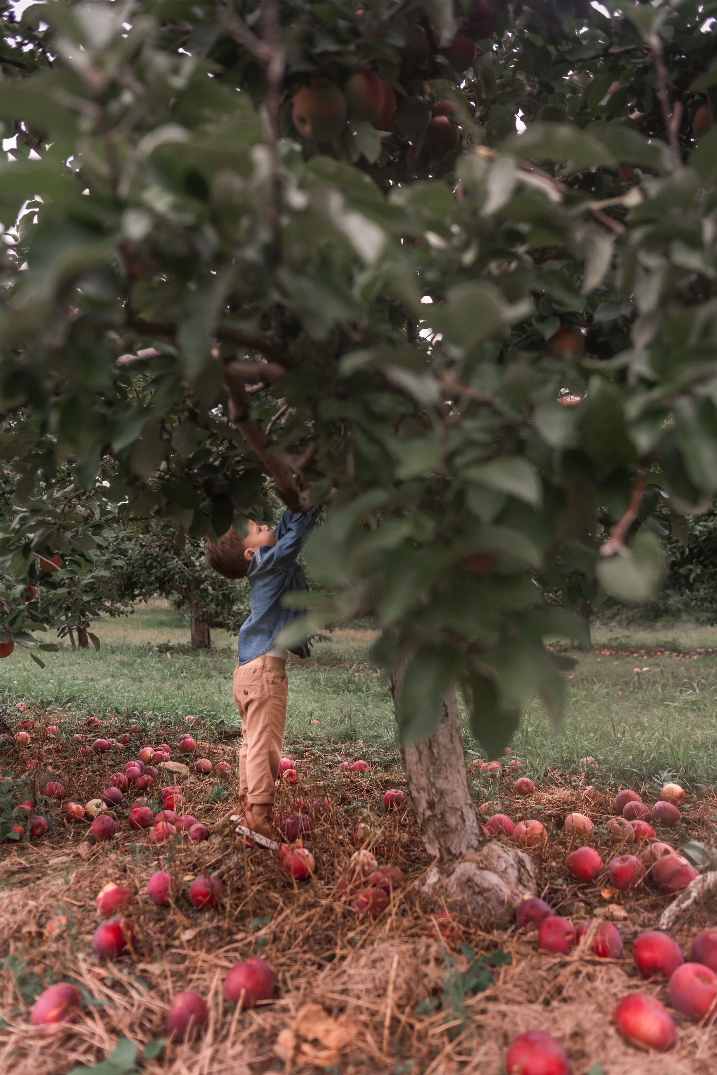 Landry Apple Picking.jpg
