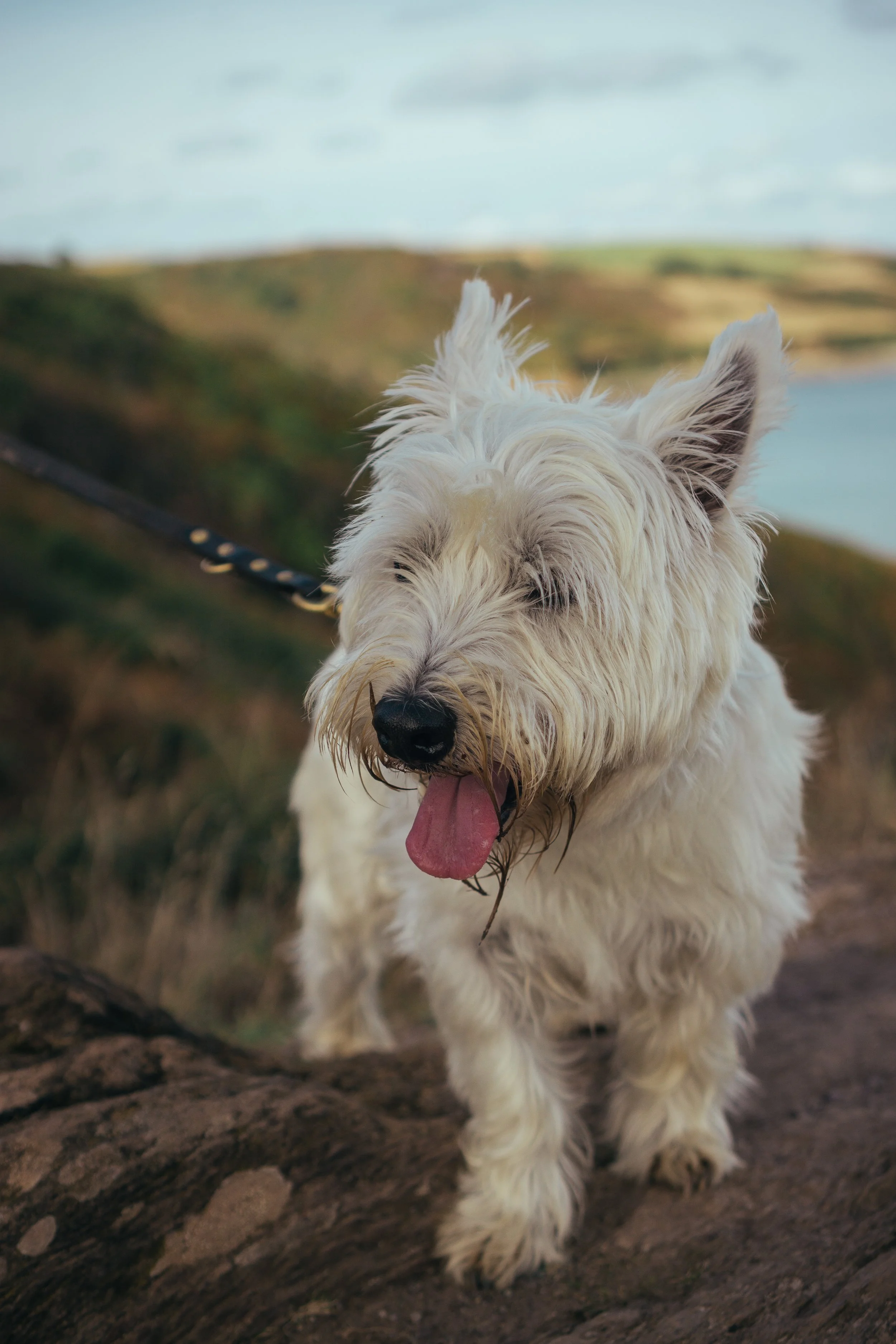 Walk-the-ways_Cornish_Celtic_Way_Dave_Zaple-34.jpg