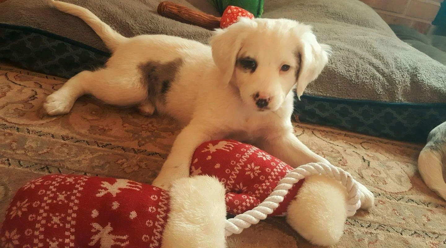 Paws, Santa, and Snowflakes: December Fun with Your Favorite Furry Friends