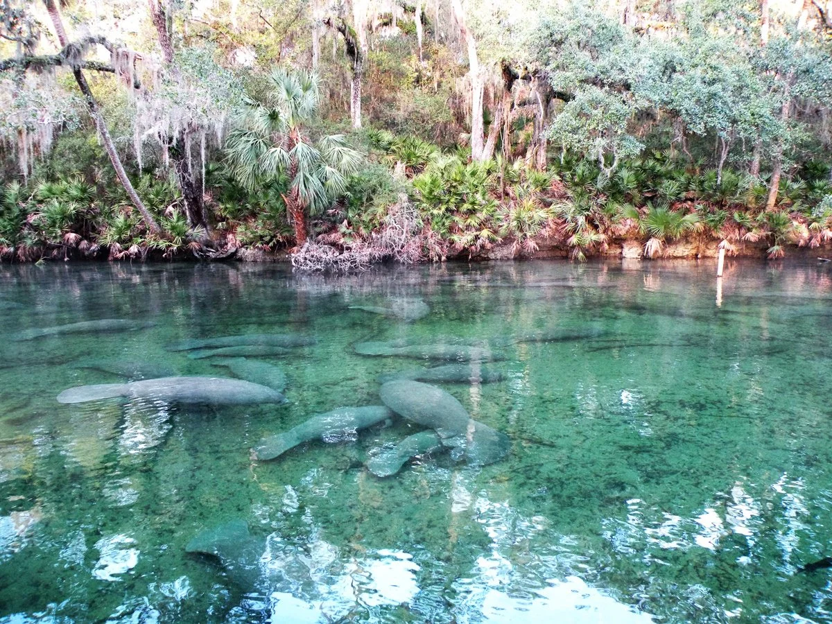Manatees at Blue Spring State Park, a popular destination for boat trips along the St Johns River.