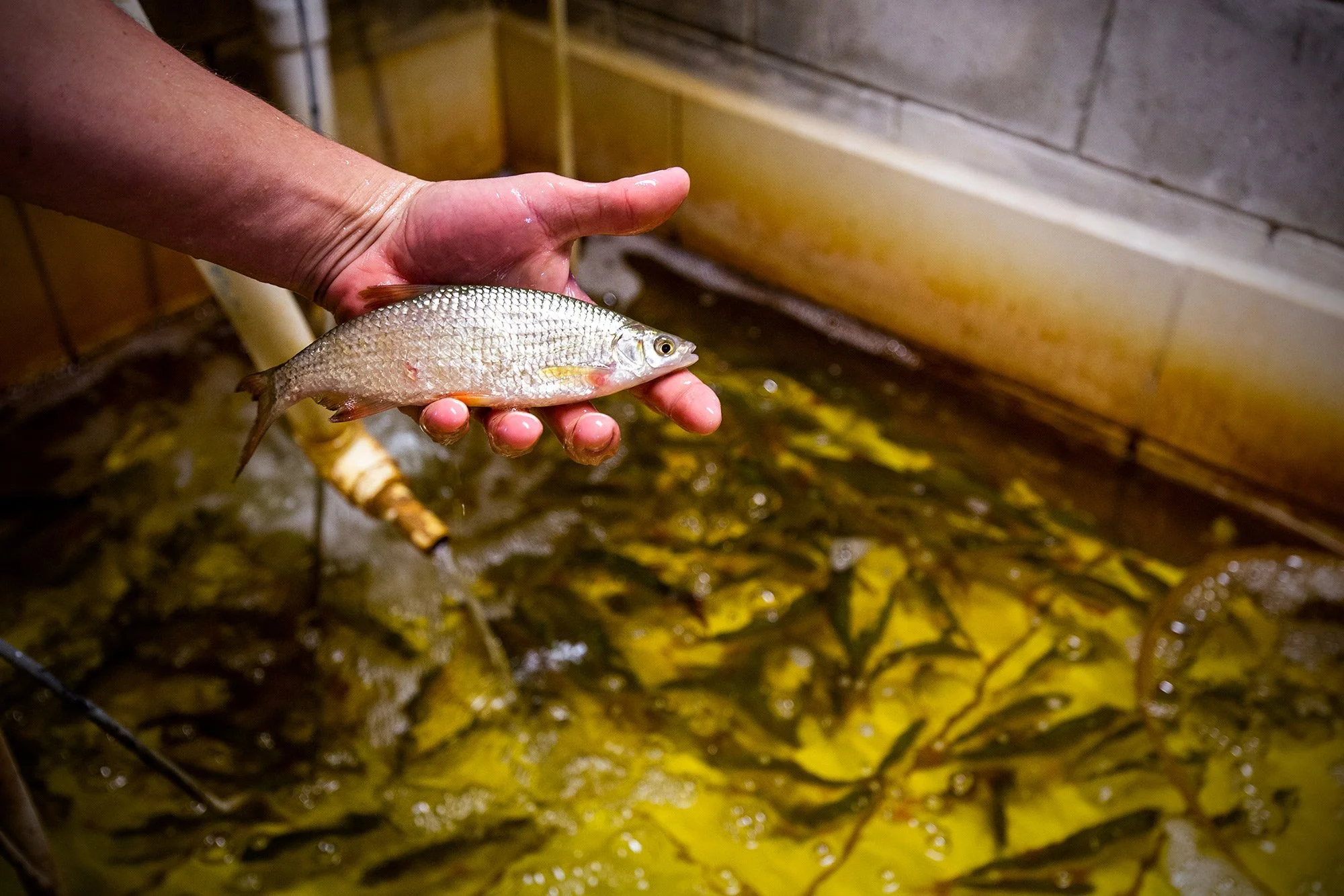 Live wild shiner bait for sale at Highland Park Fish Camp.