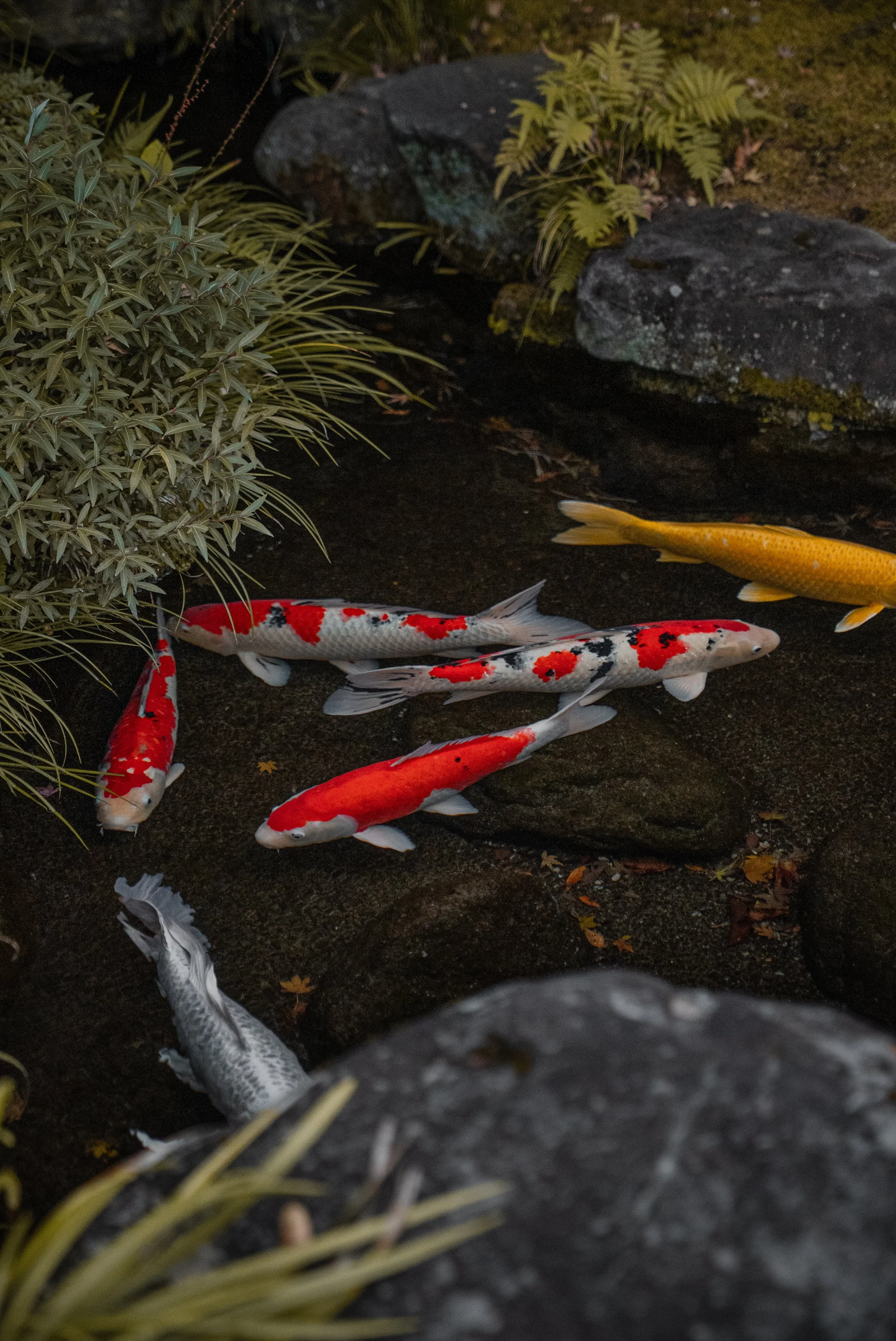 Koi fish de différentes couleurs nagent dans un bassin entouré de rochers et de plantes vertes.