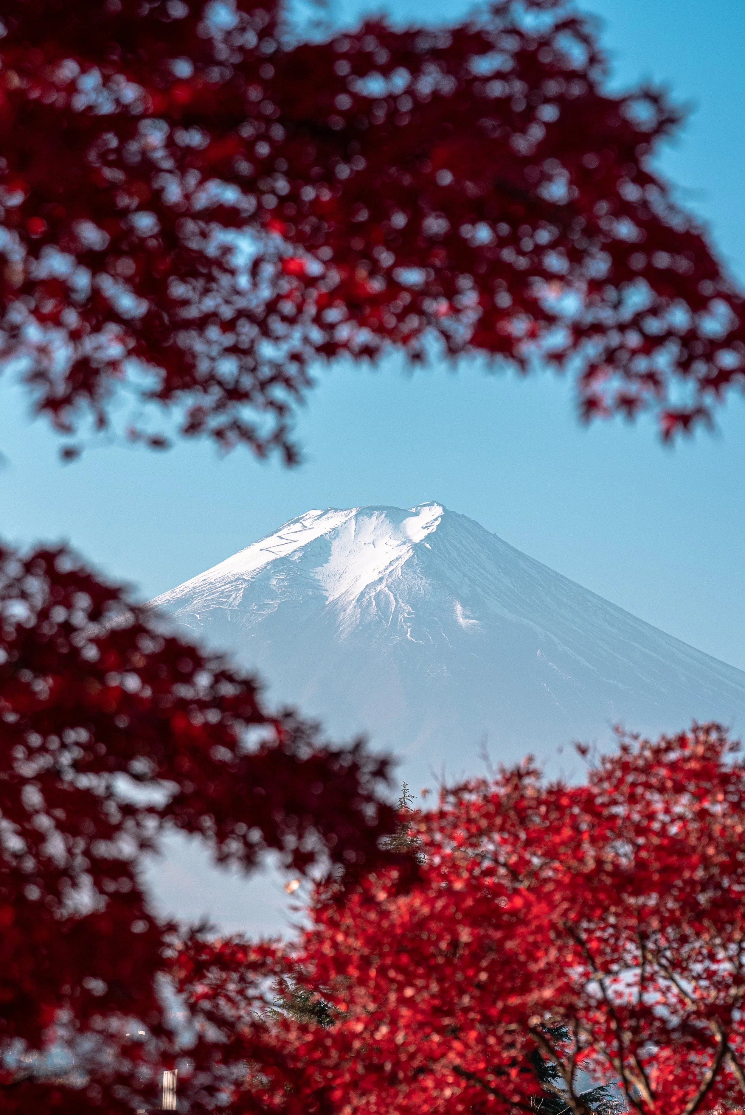 Mont Fuji vu à travers des feuilles rouges d'érable, avec un ciel bleu clair.