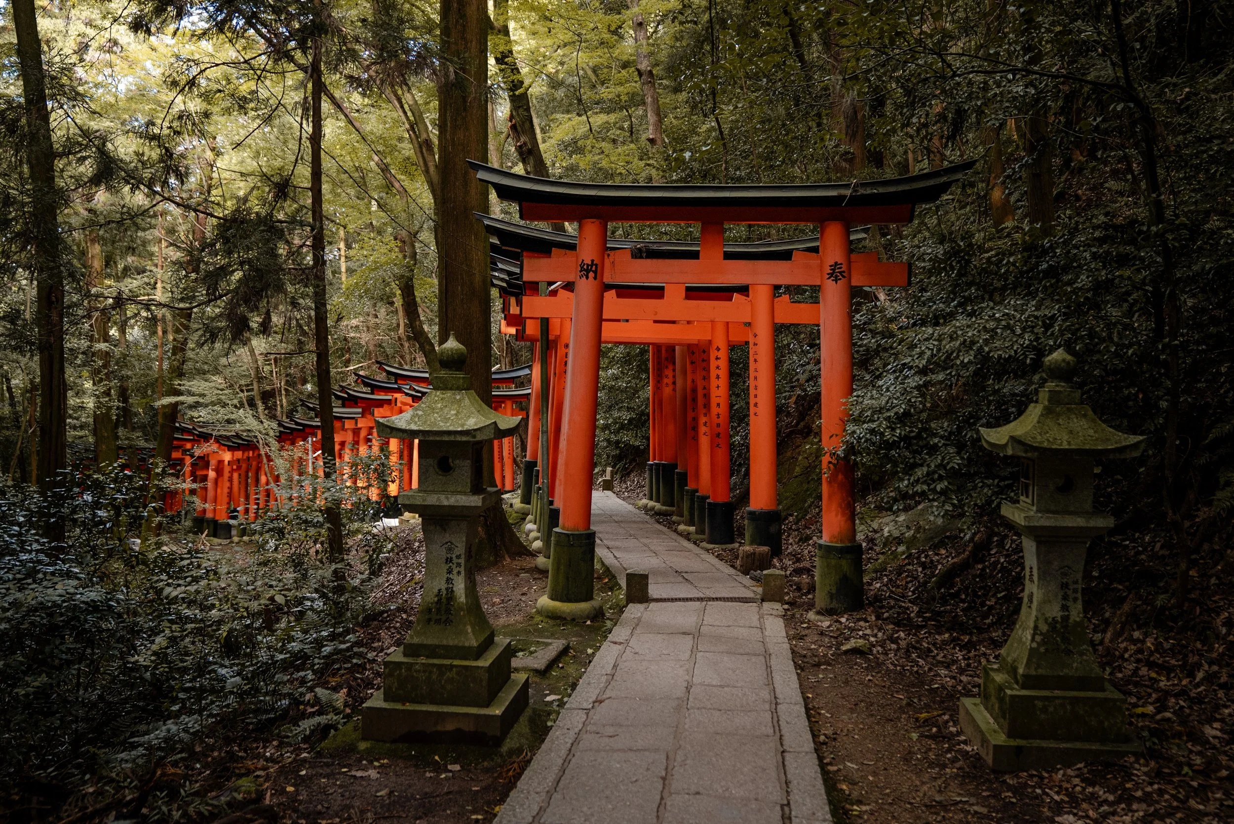 Allée de torii rouges dans une forêt dense, flanquée de lanternes en pierre mossy, menant vers un sanctuaire japonais.