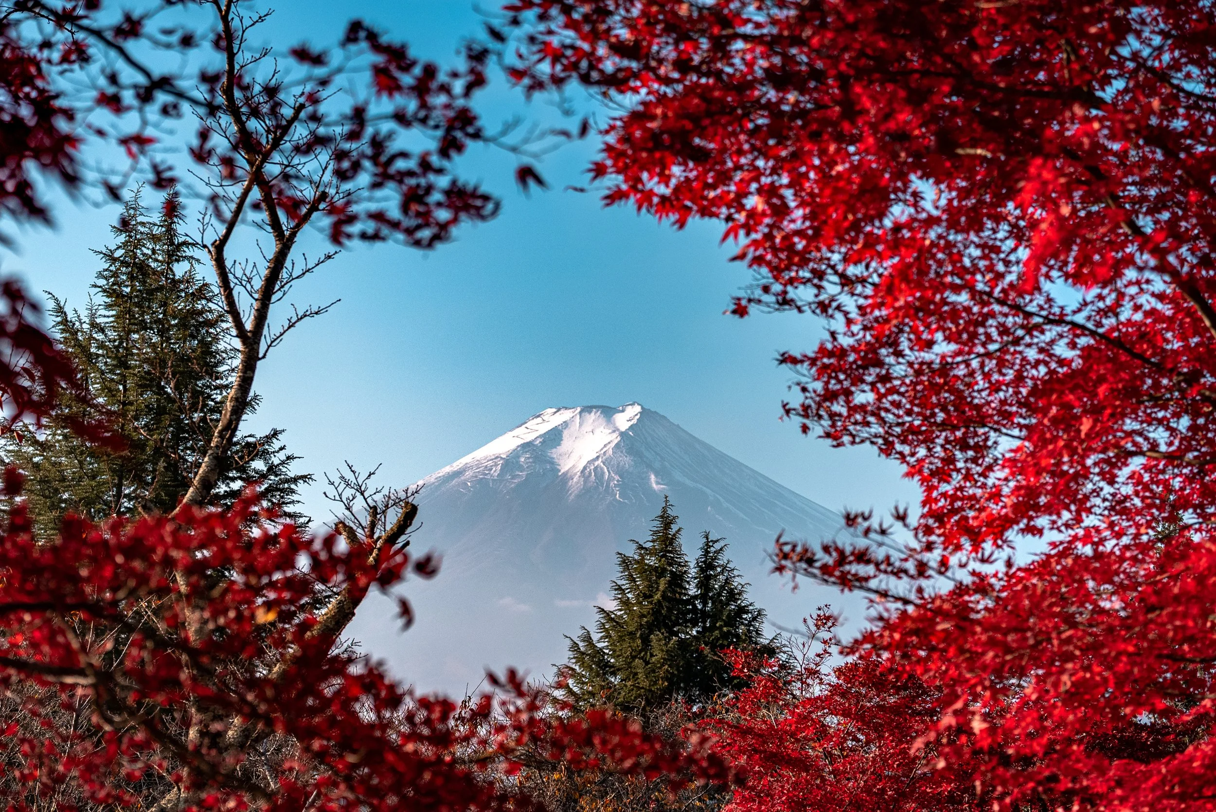 Mont Fuji vue à travers des arbres aux feuilles rouges en automne.