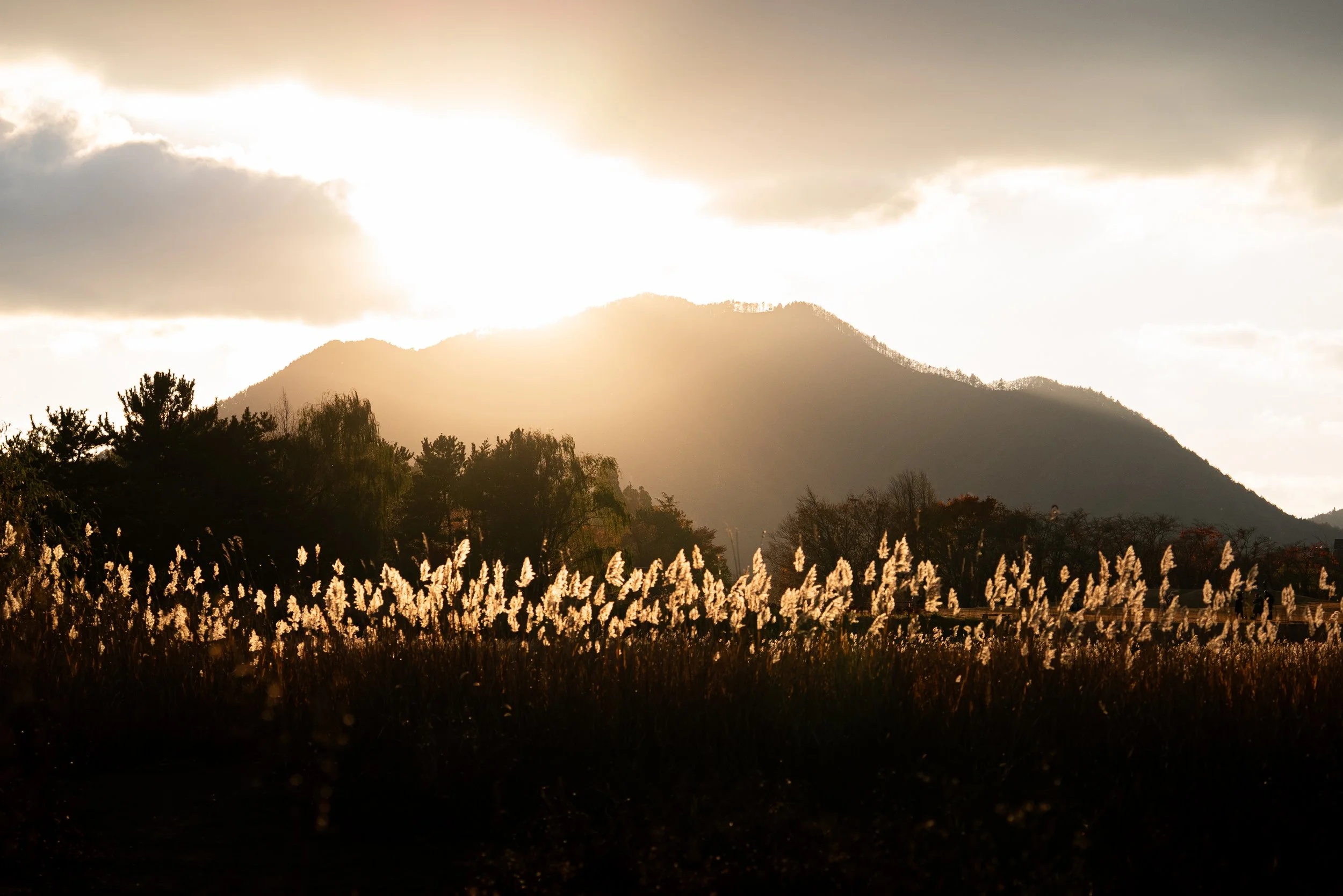 Paysage de montagne avec des arbres et des herbes hautes au coucher du soleil, nuages dans le ciel.