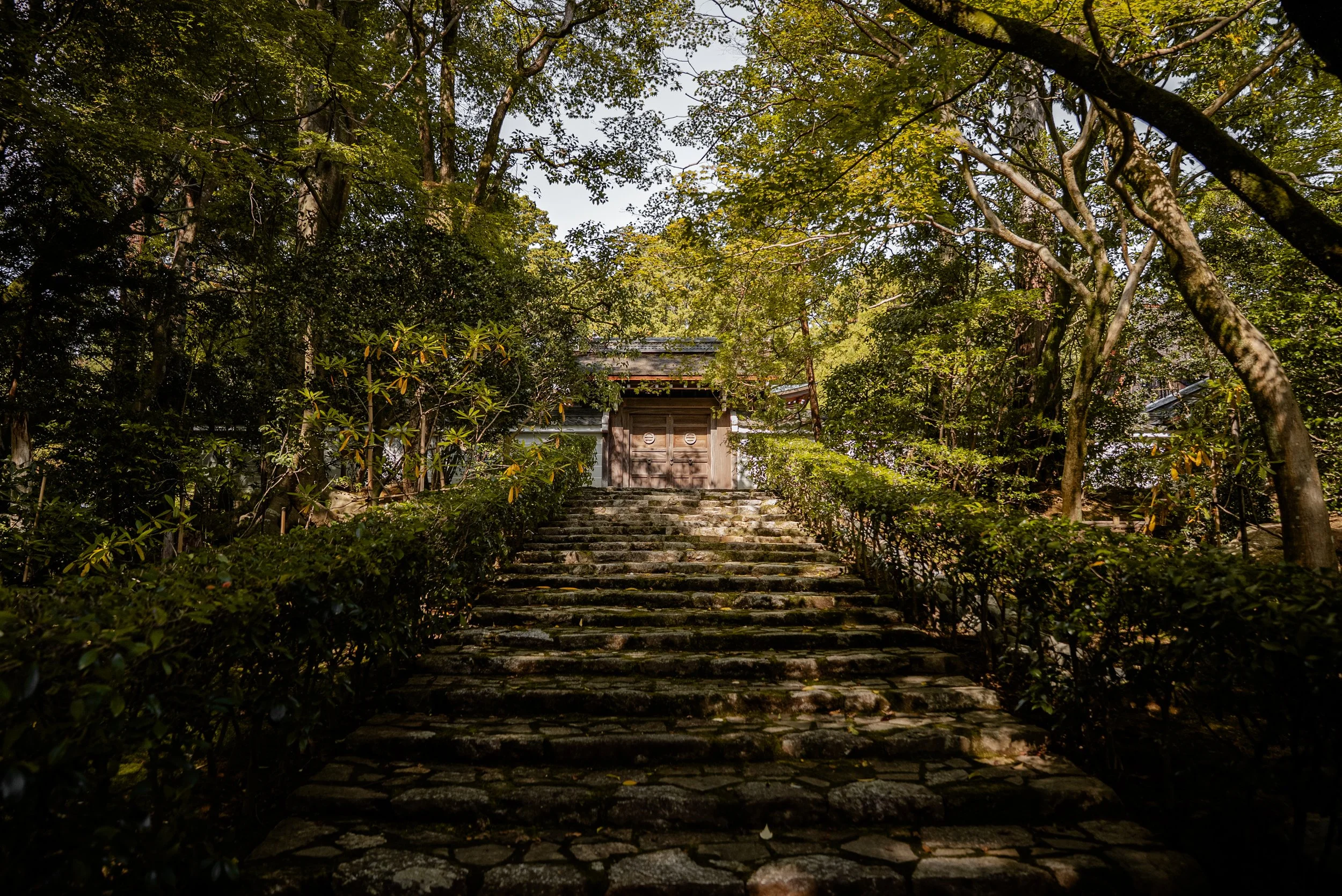 Escalier en pierre menant à une porte en bois, entouré d'arbres et de végétation dans un jardin sauvage.