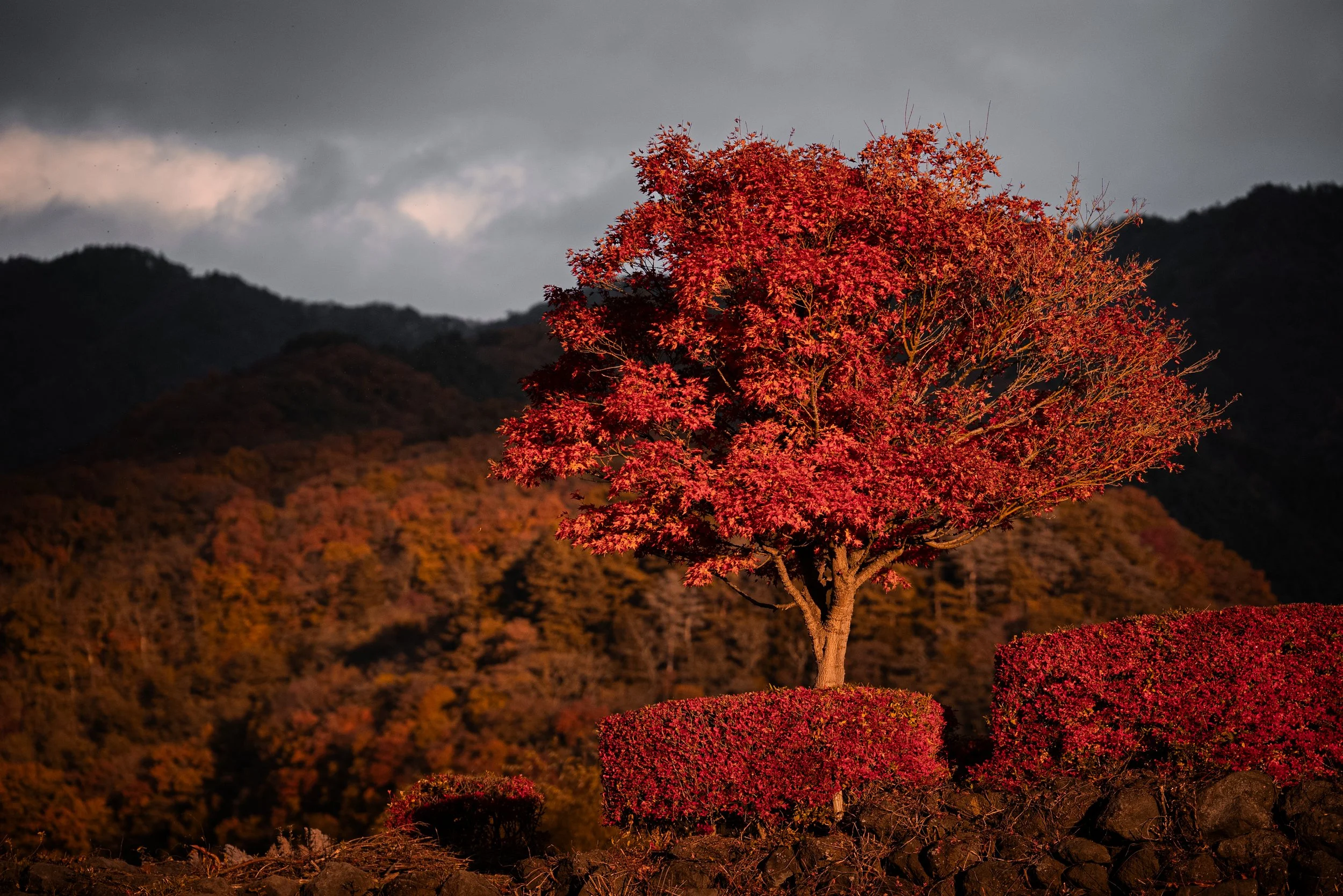 Un arbre aux feuilles rouges en automne, avec un fond de montagnes et un ciel nuageux