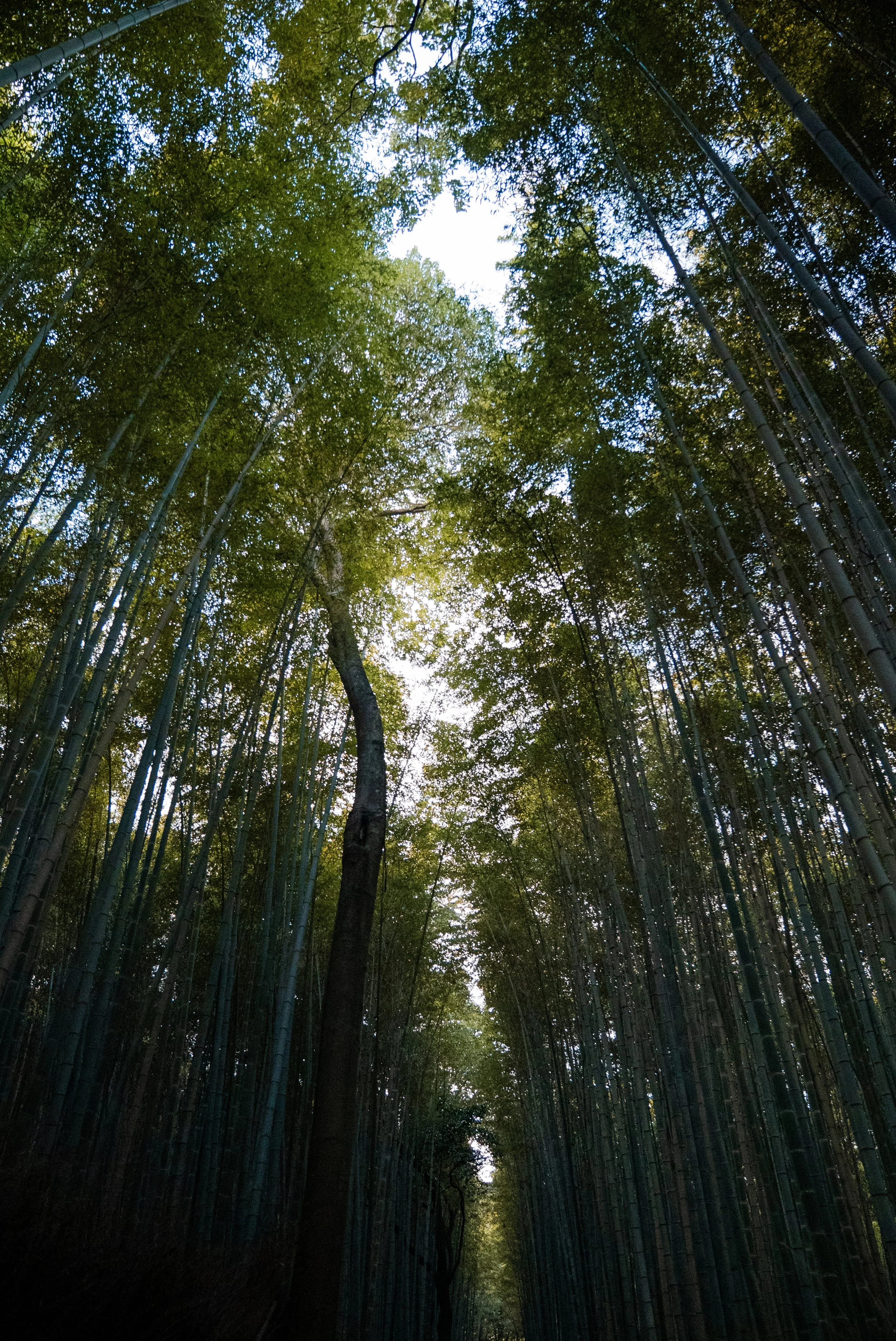 Une forêt dense de bambous avec un arbre solitaire au centre, vue en contre-plongée vers le ciel, avec des feuillages verts et des branches