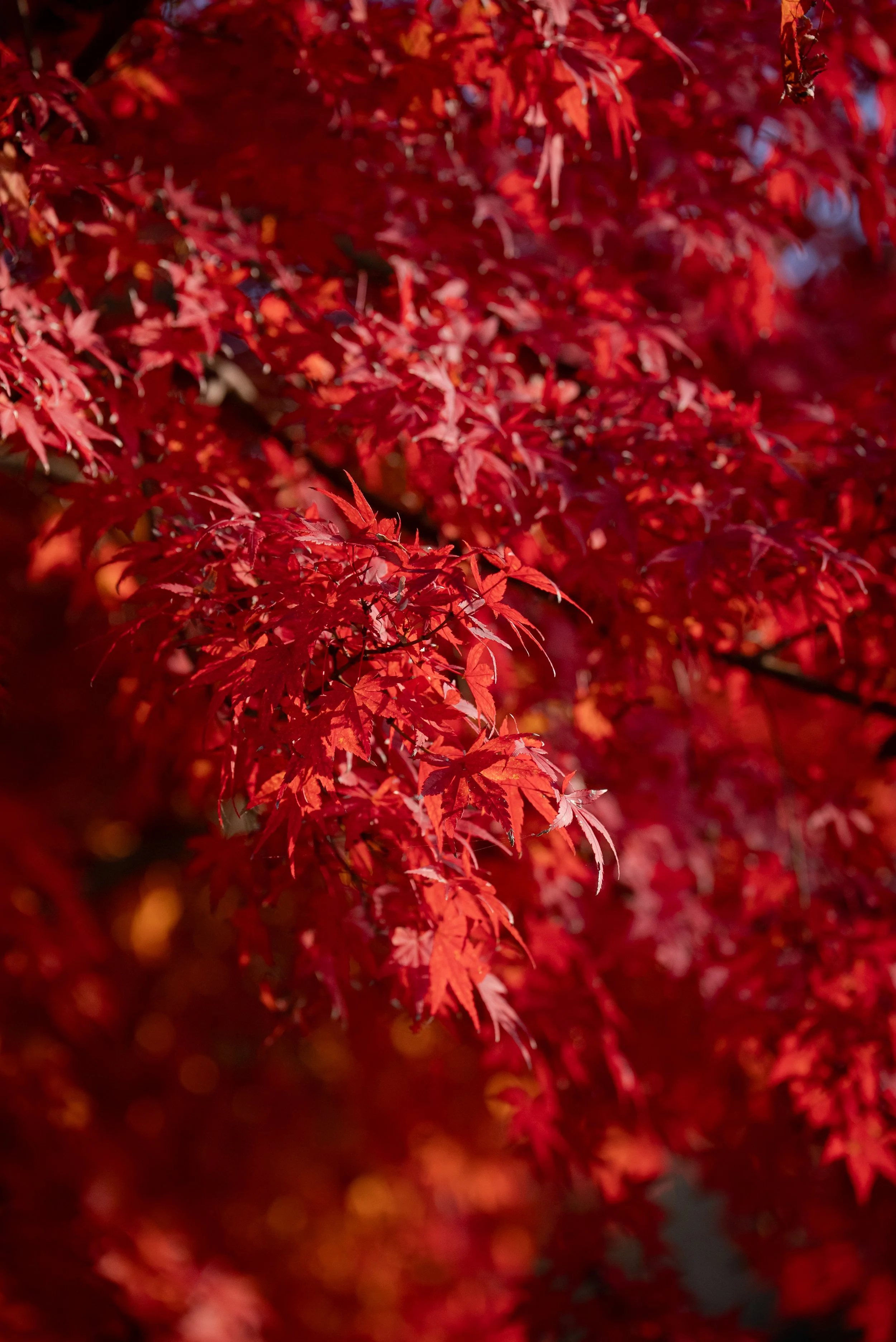 Feuilles d'érable rouges en automne.