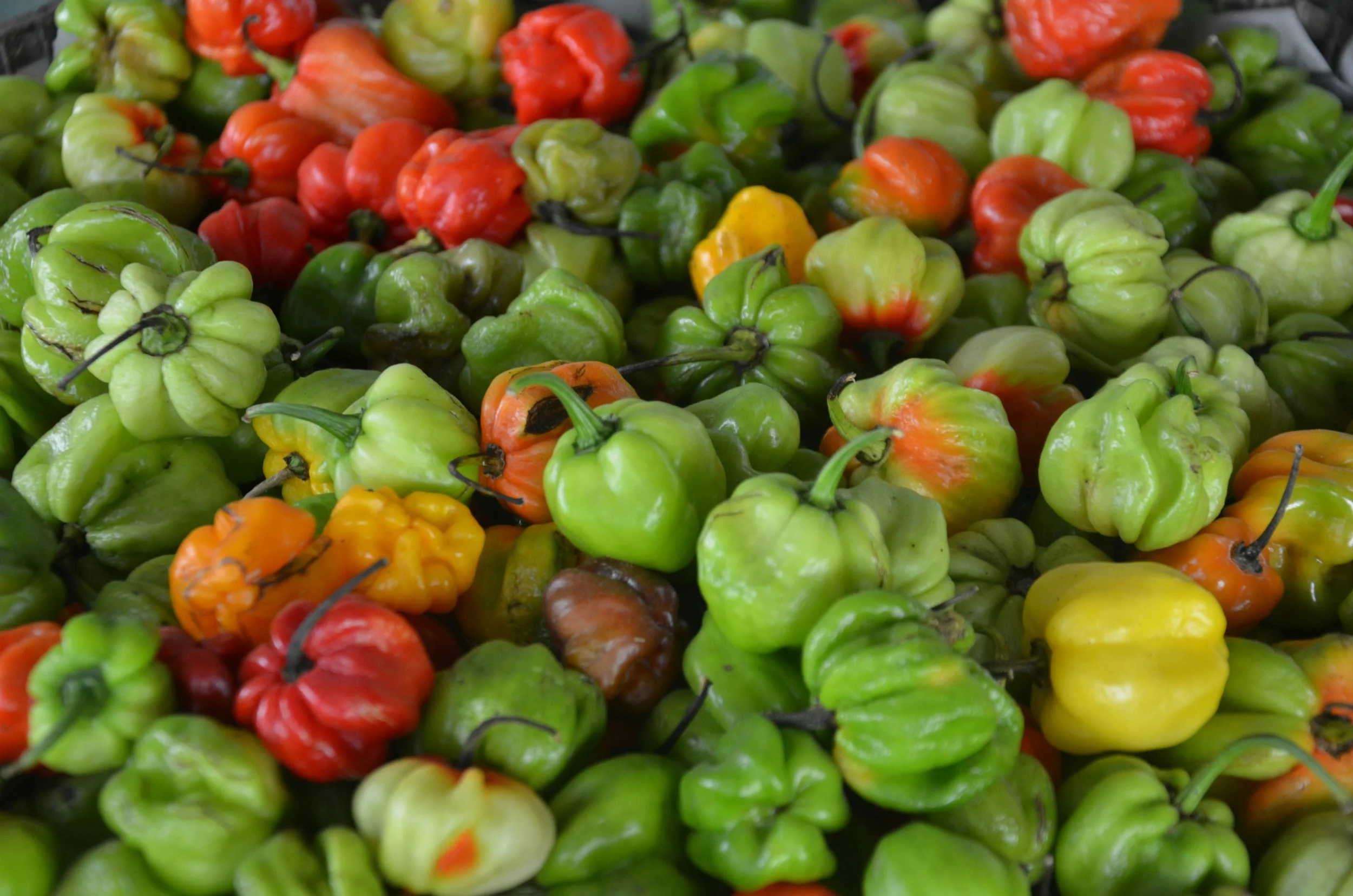 Una variedad de chiles de diferentes colores, tamaños y formas en un mercado.