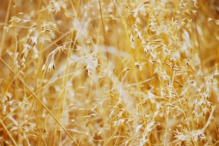 Up close image of grain in a field