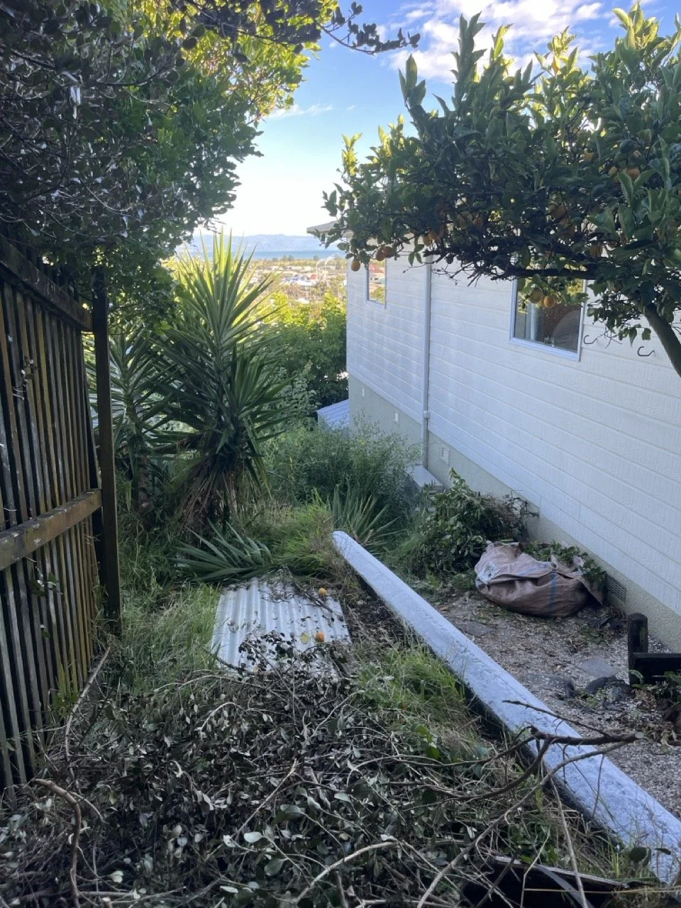 Overgrown garden in Nelson, before photo 2