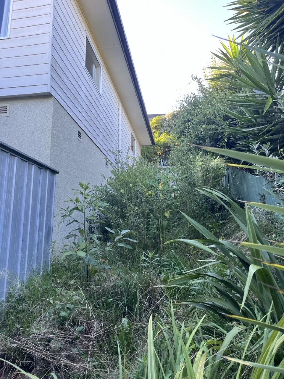 Overgrown garden in Nelson, before photo 1