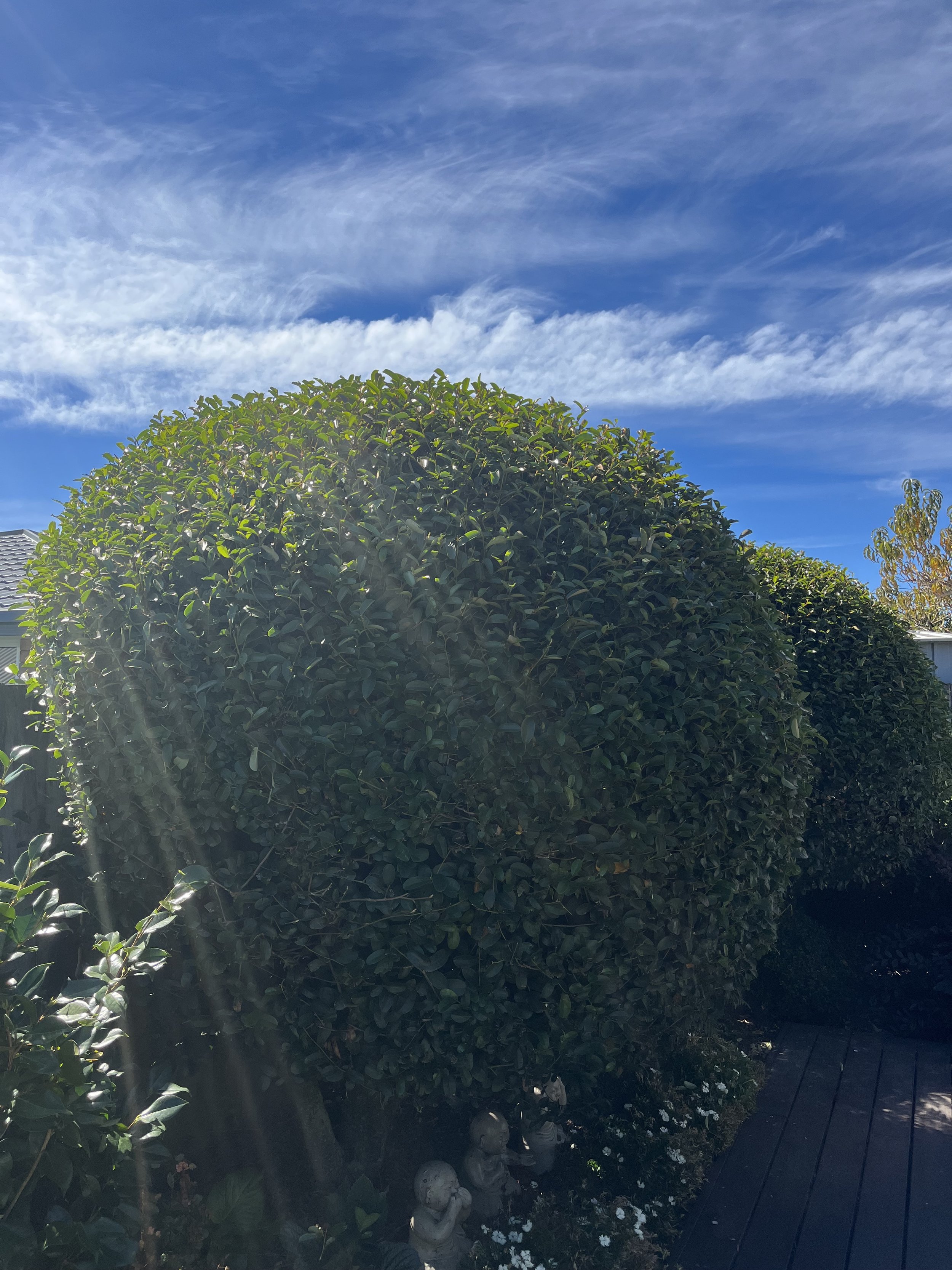A large green bush in front of a clear blue sky with wispy clouds. Sunlight shines through the leaves, creating bright spots and shadows.