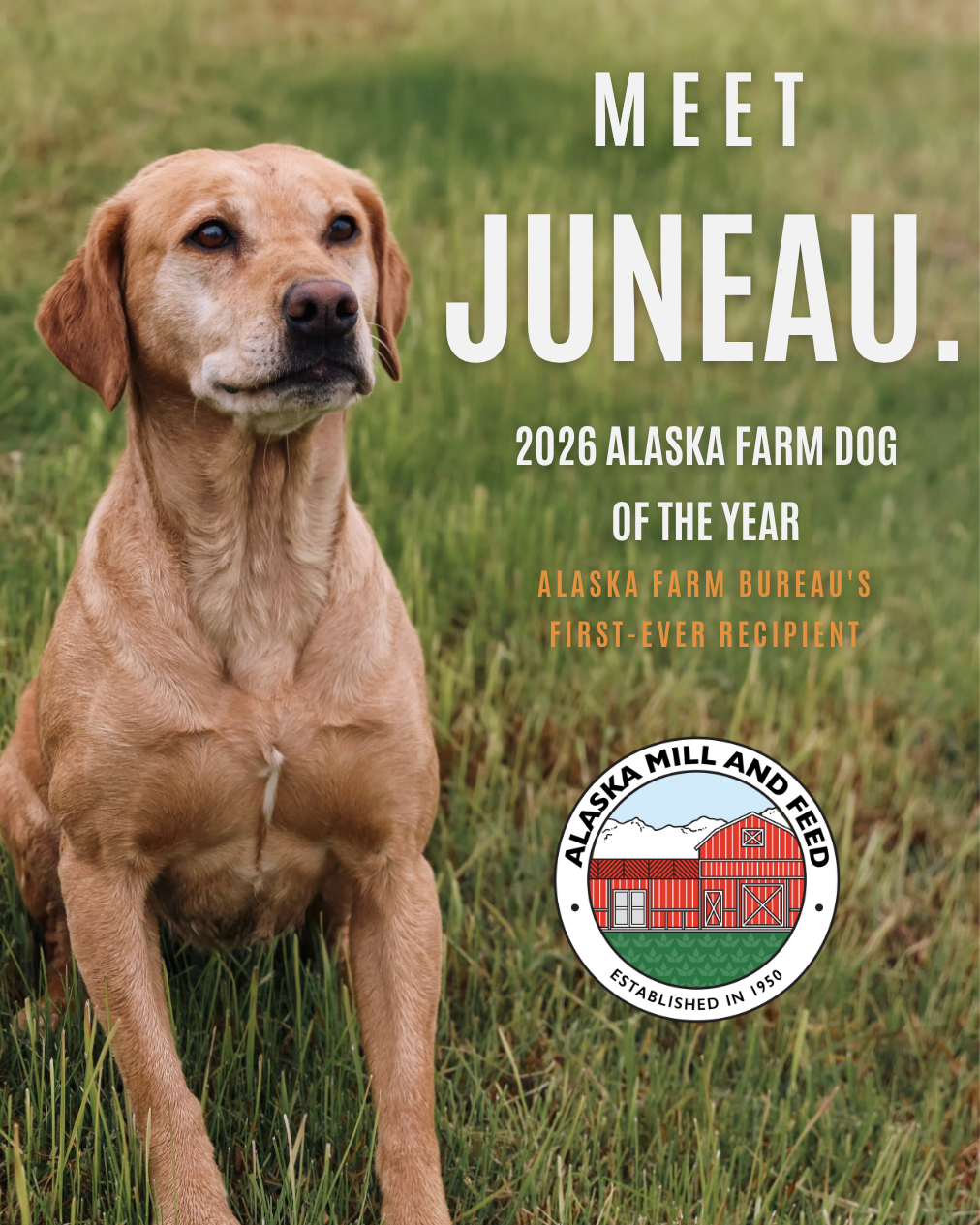 Meet Juneau, Alaska Farm Bureau's First-Ever Alaska Farm Dog of the Year