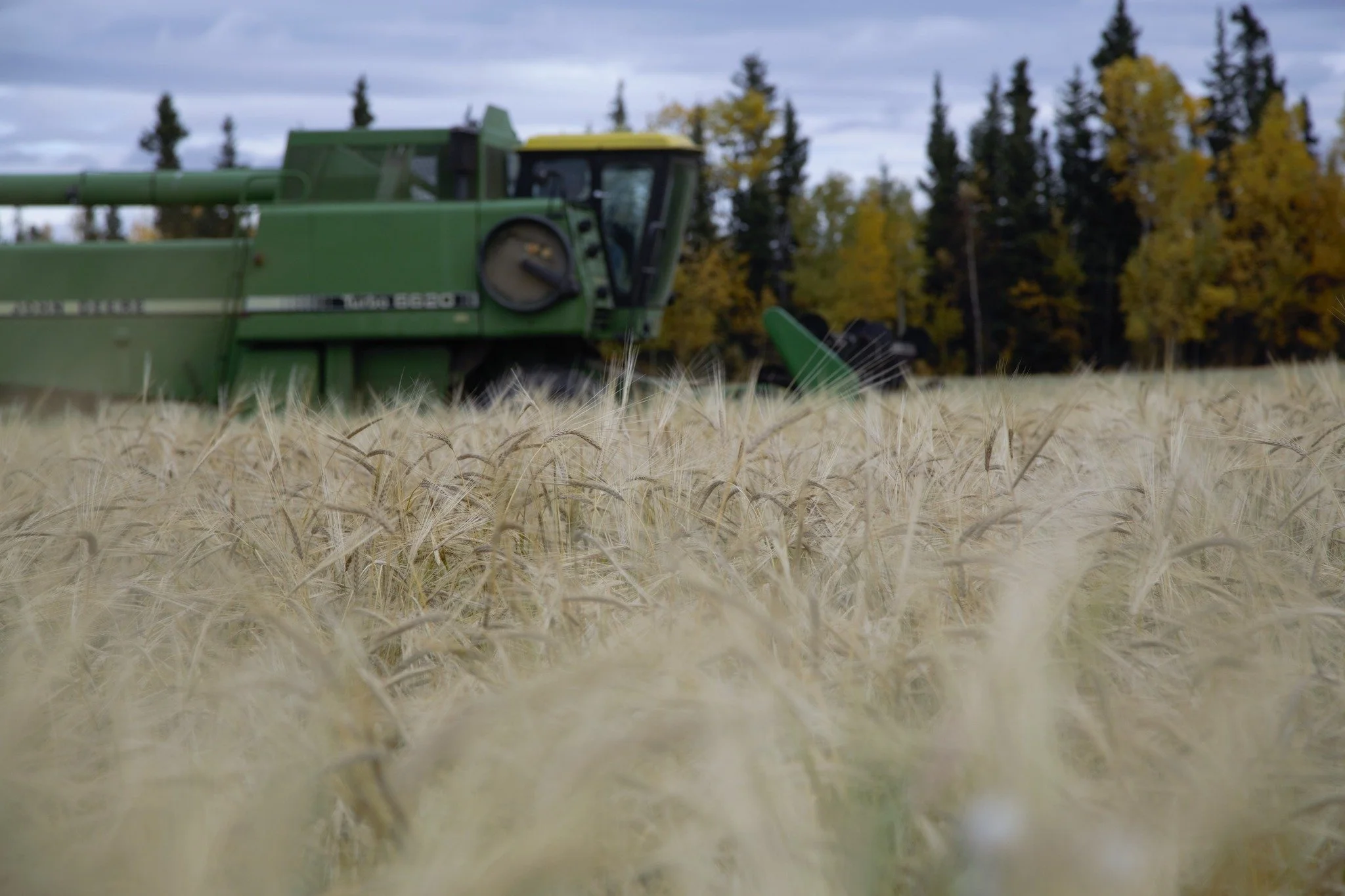 A green combine harvester working in a wheat field during daytime, with a background of trees with autumn foliage and a cloudy sky.