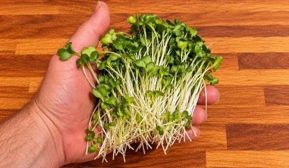 Hand holding freshly harvested microgreens, ready to enjoy in soups, salads, wraps, sandwiches and healthy meals.