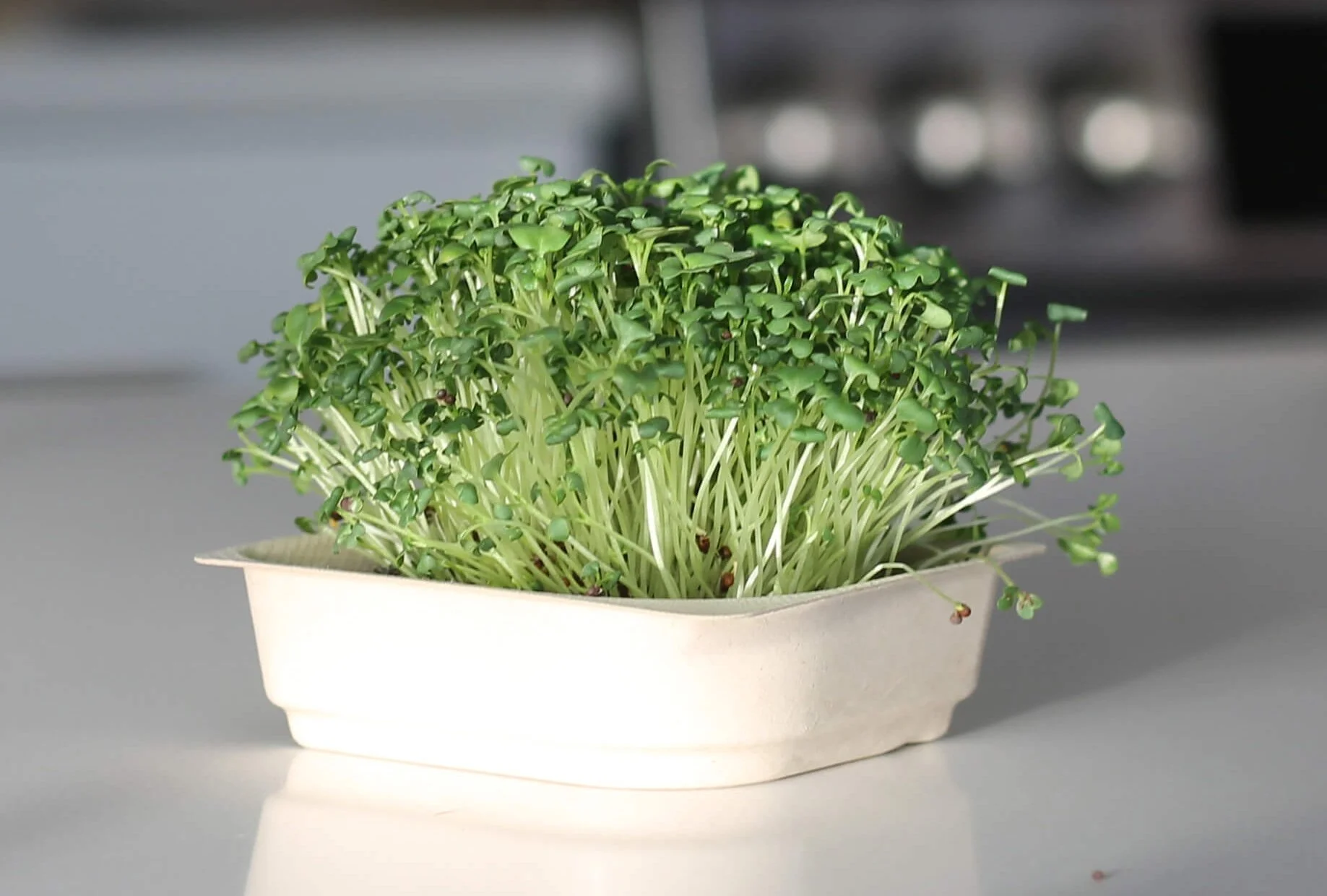 A container of fresh green microgreens on a gray surface.