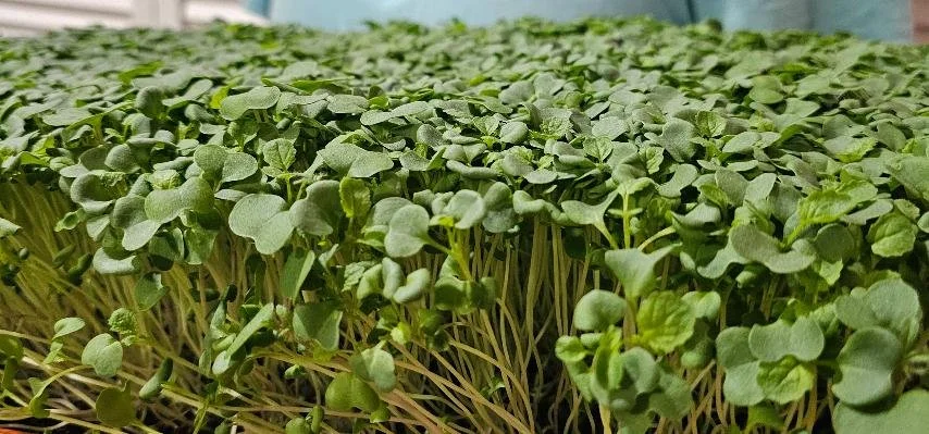 Fresh microgreens growing densely in a tray or container, showing how easy it is to grow nutritious microgreens at home.