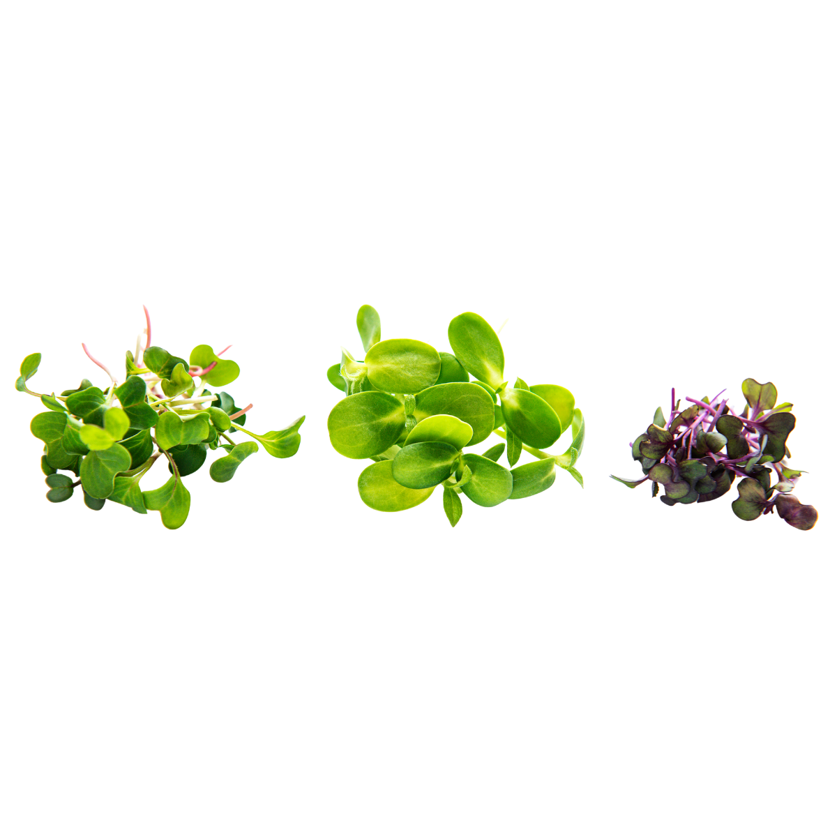 Three different types of microgreens arranged in a row on a reflective surface.