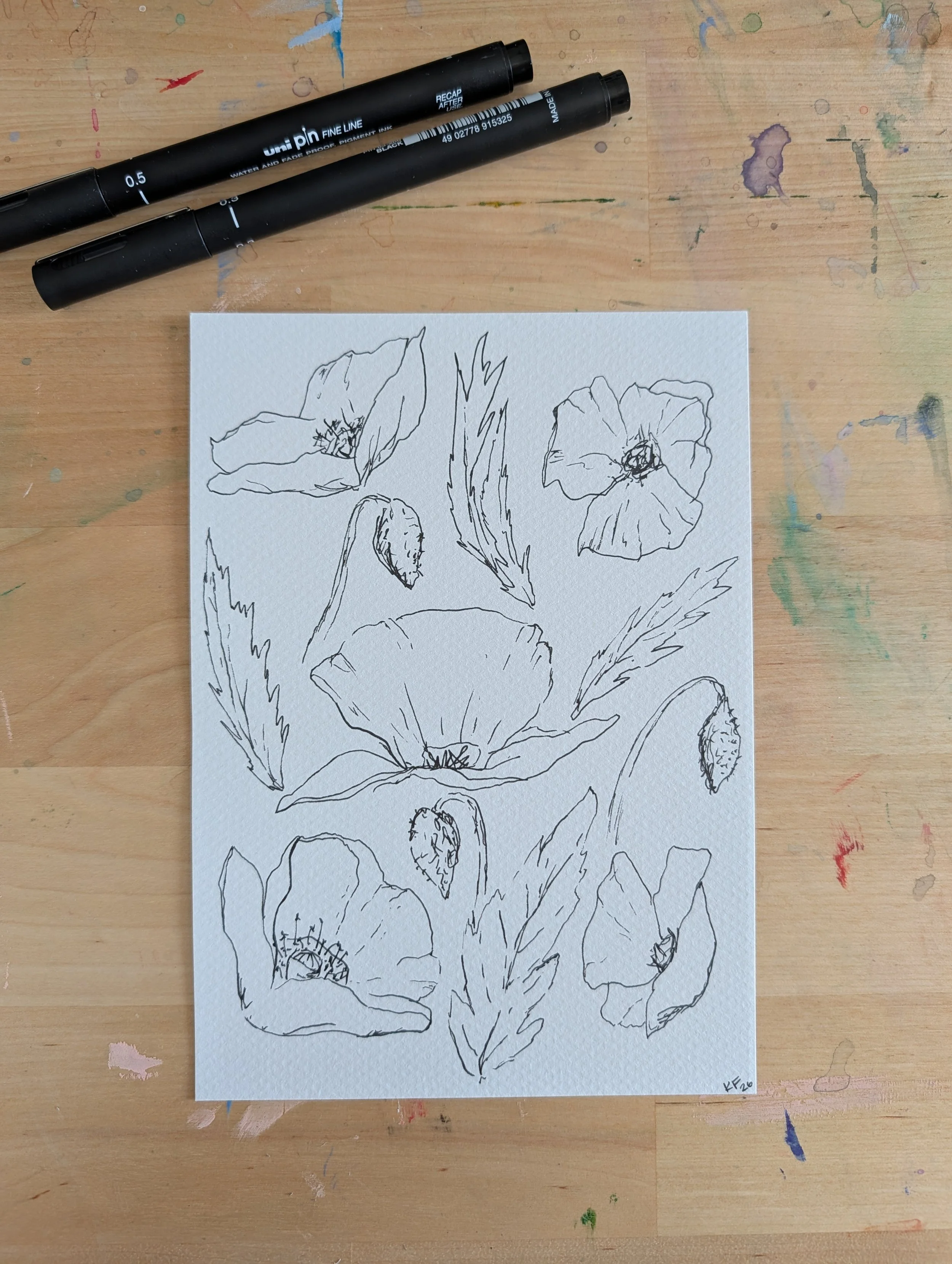 pen ink line drawing poppy flowers poppy nature floral art realistic colorado artist.jpg