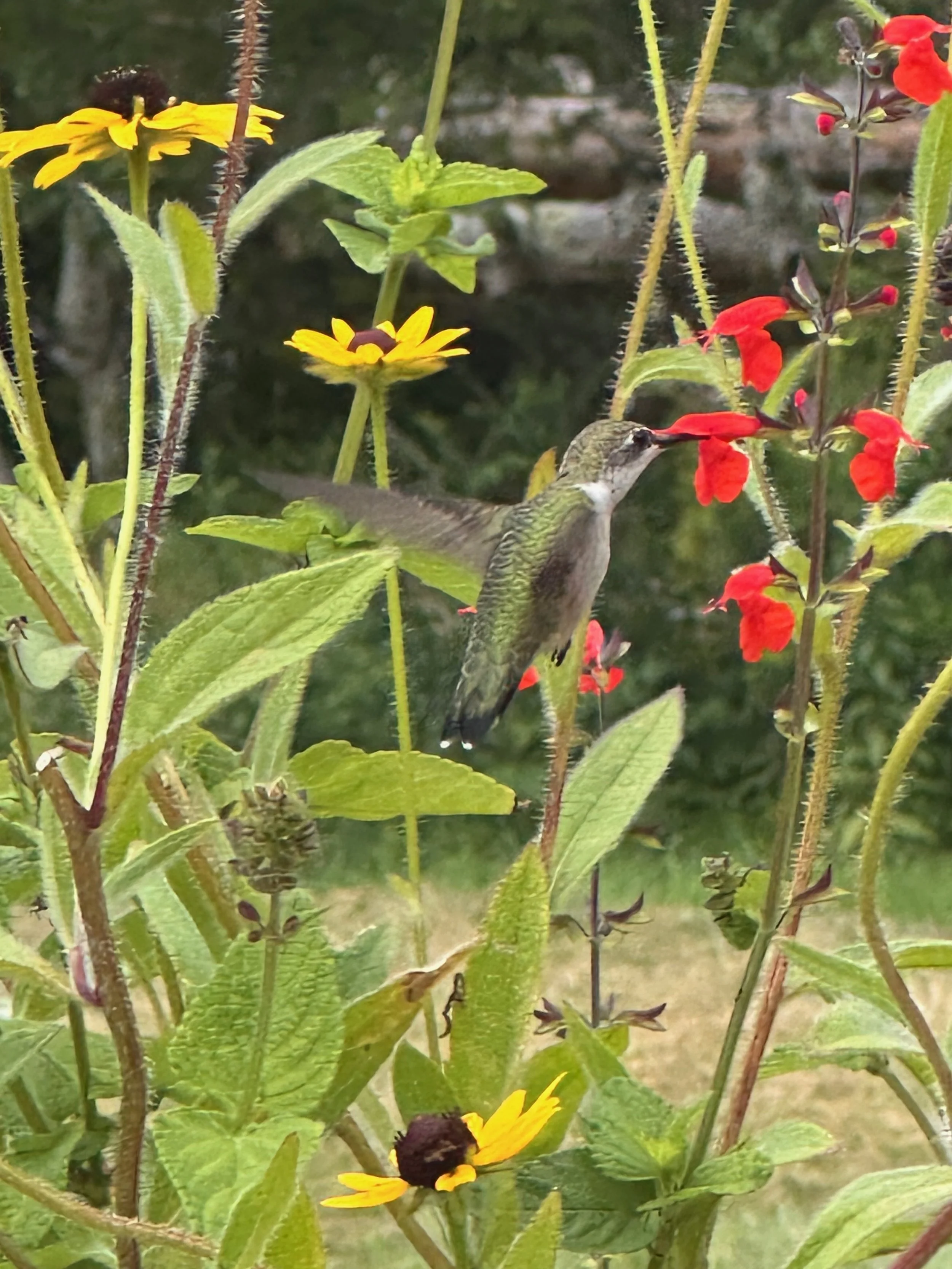 Growing Medicinal Herbs for Hummingbirds and People