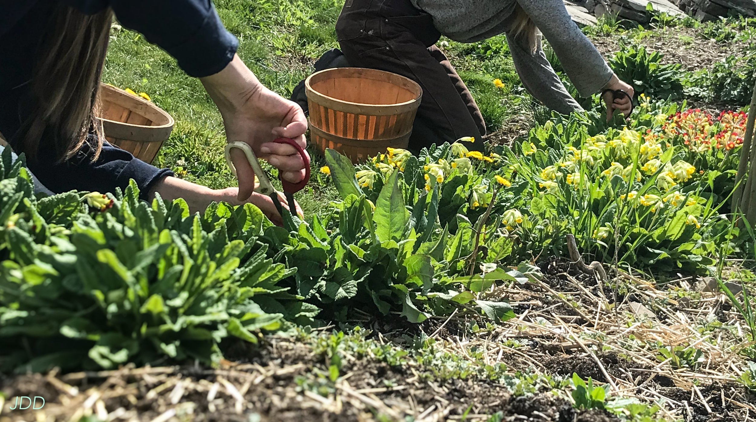 Two people harvesting strawberries in a garden with green plants and yellow flowers, using scissors.