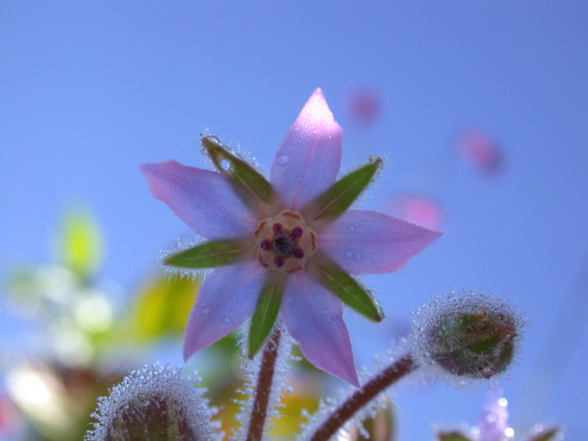 Borage