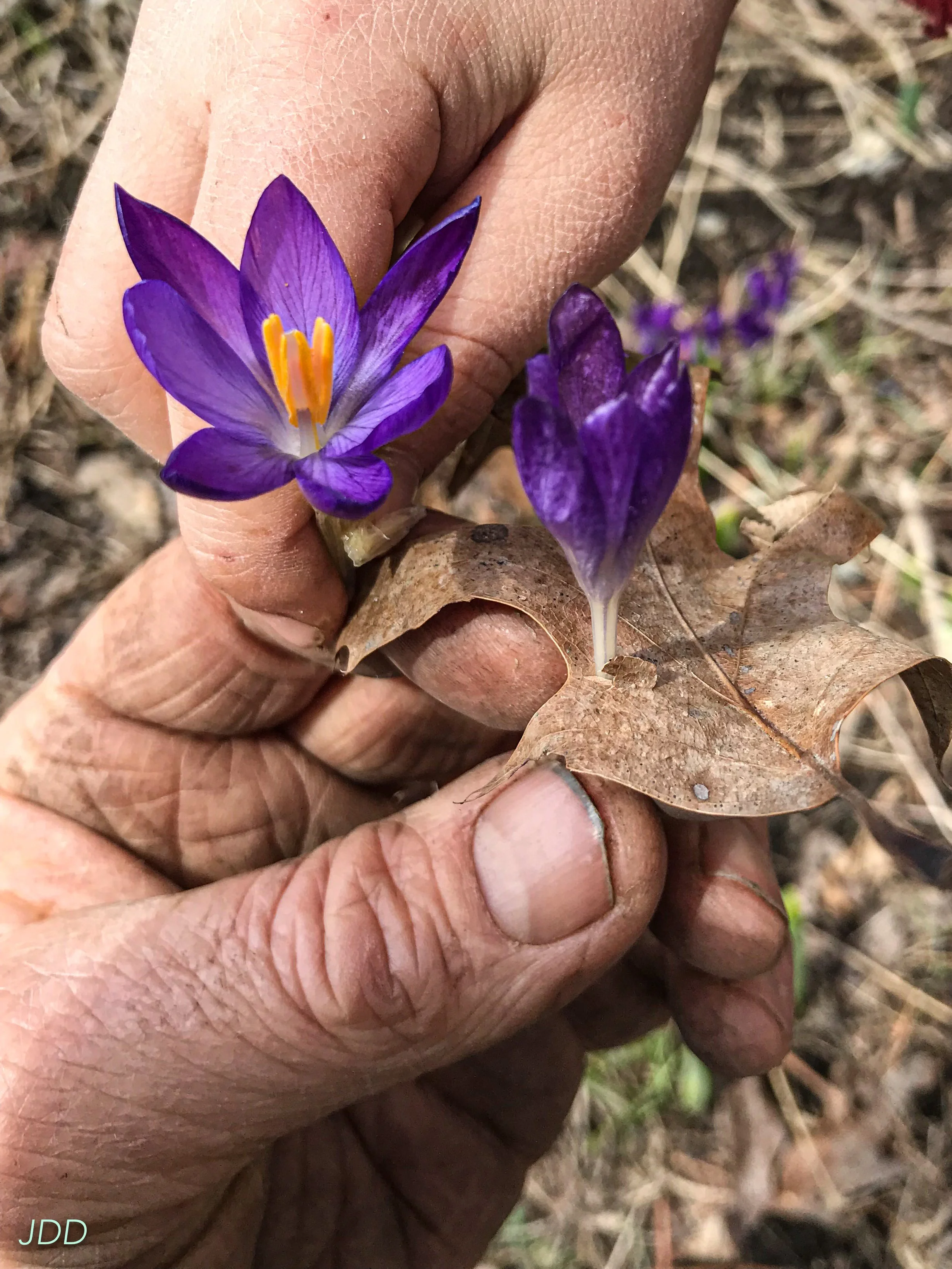 Close-up of a person's hand holding a purple crocus flower with yellow stamens, surrounded by dried leaves and grass.