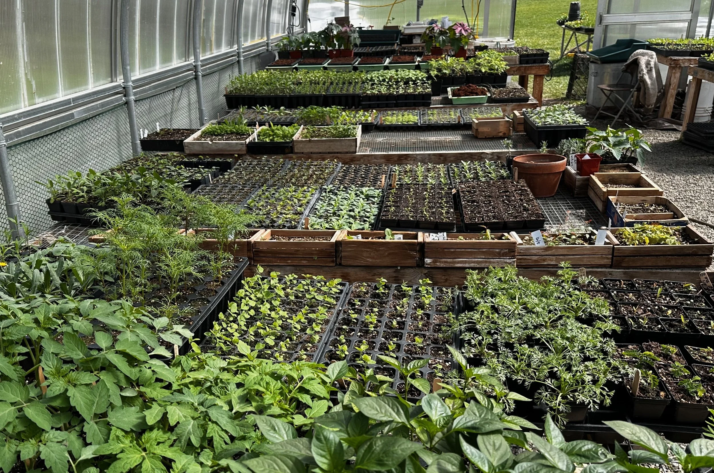 Plant Giveaway and Garden Walk
