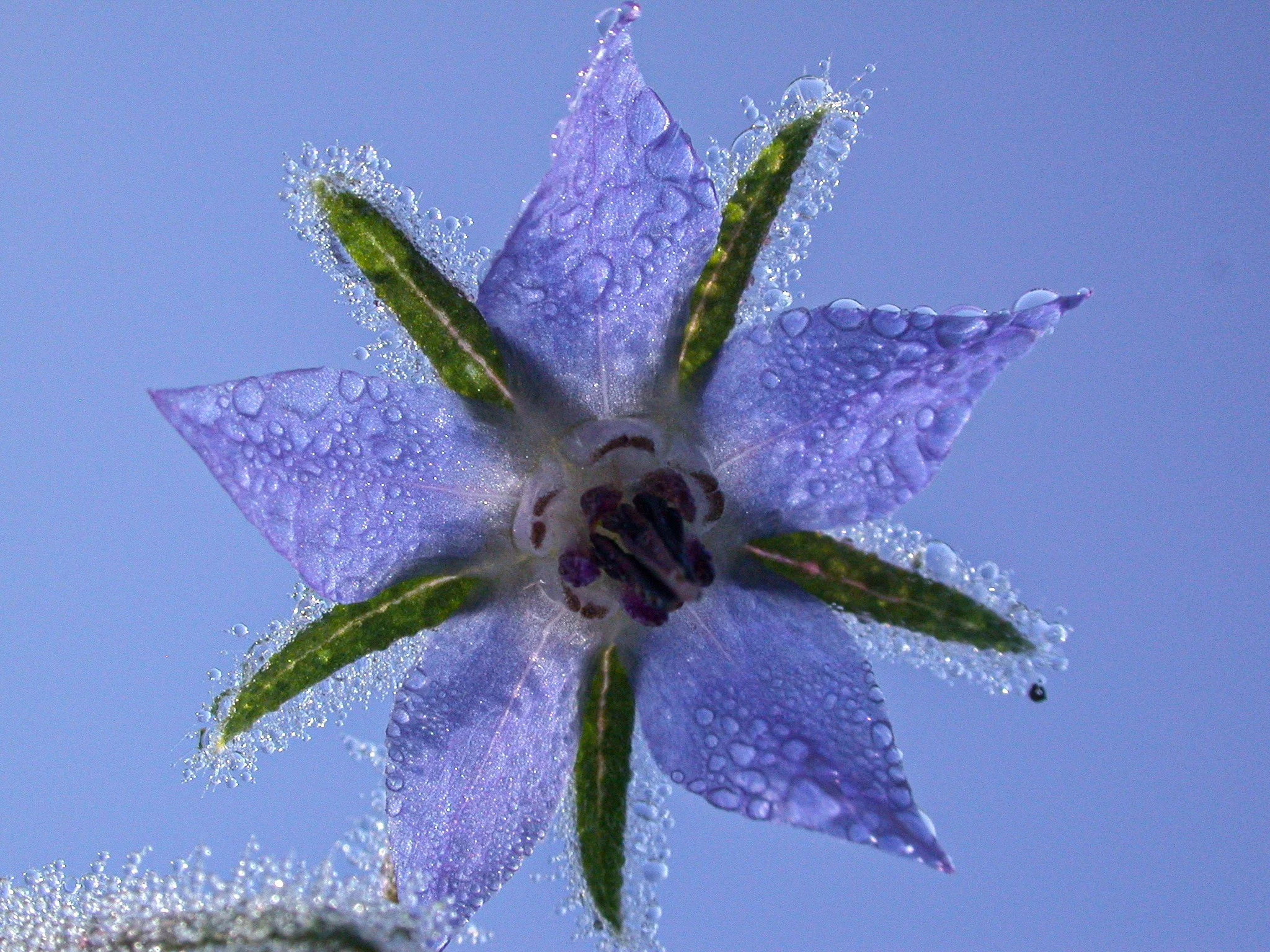Borage